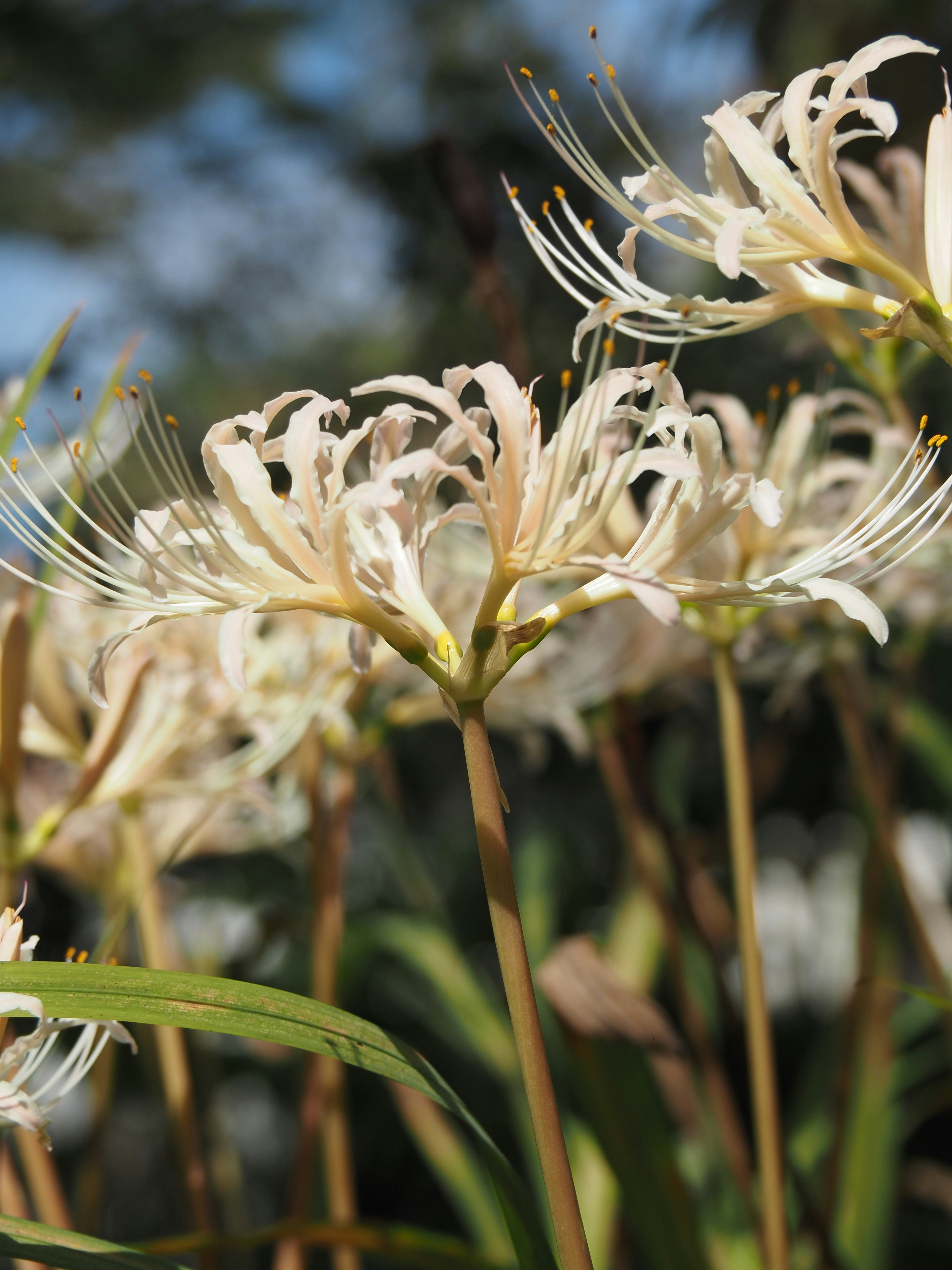 Nahaufnahme von Higanbana (Lycoris) Blüten und feinen Staubfäden