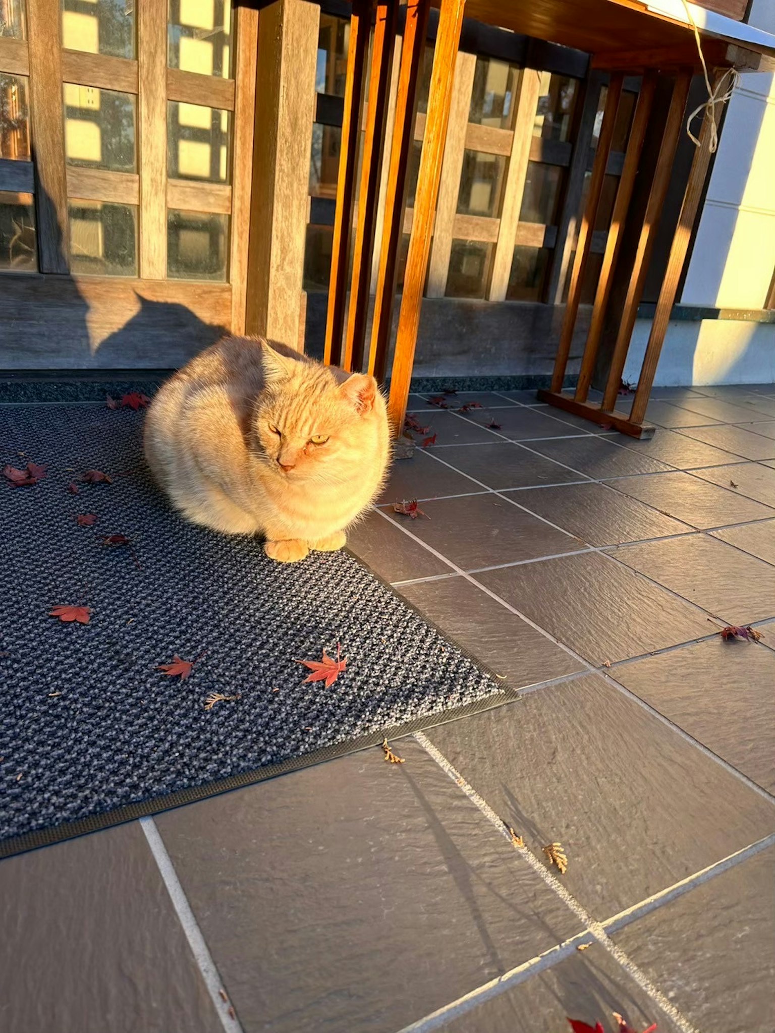 Un gatto carino che prende il sole seduto su piastrelle