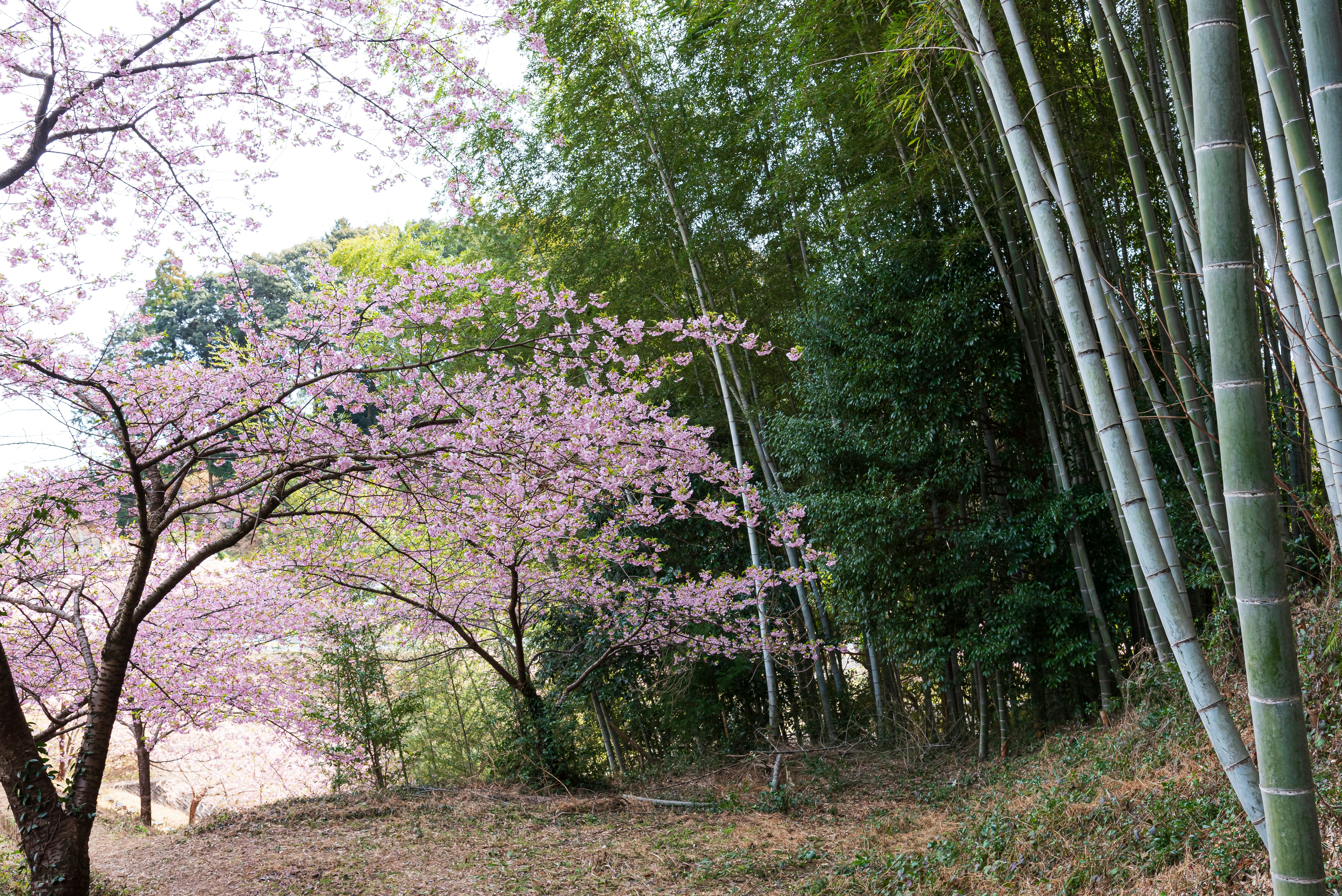 竹林と満開の桜が並ぶ春の小径