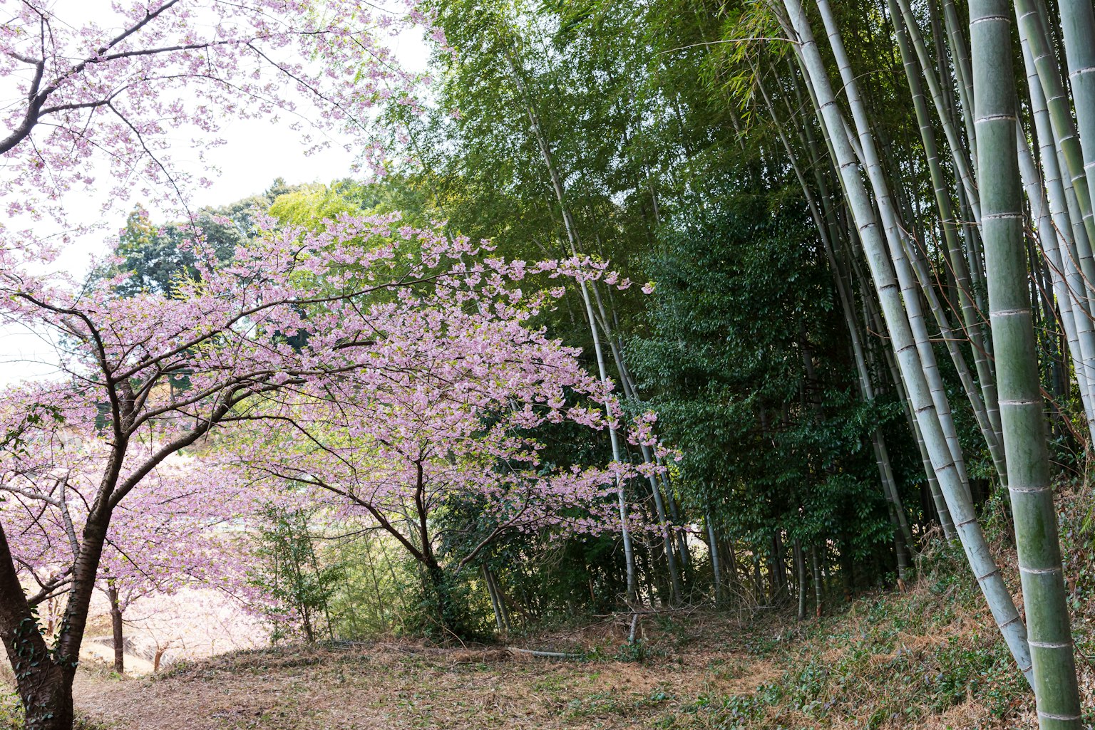 photo-wNeCcA3T2DHVU4ma40Y8-image