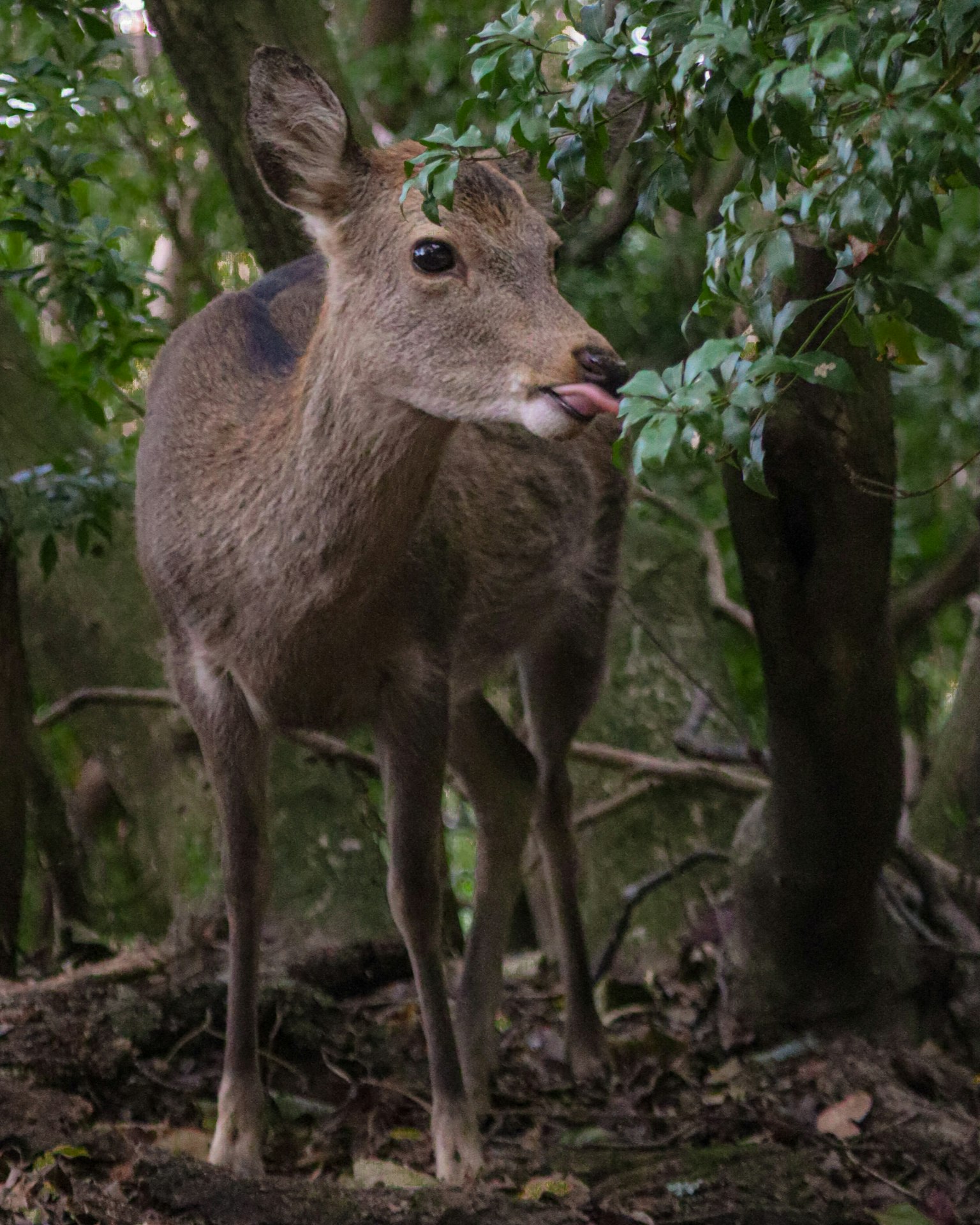 A deer licking leaves in a forest setting