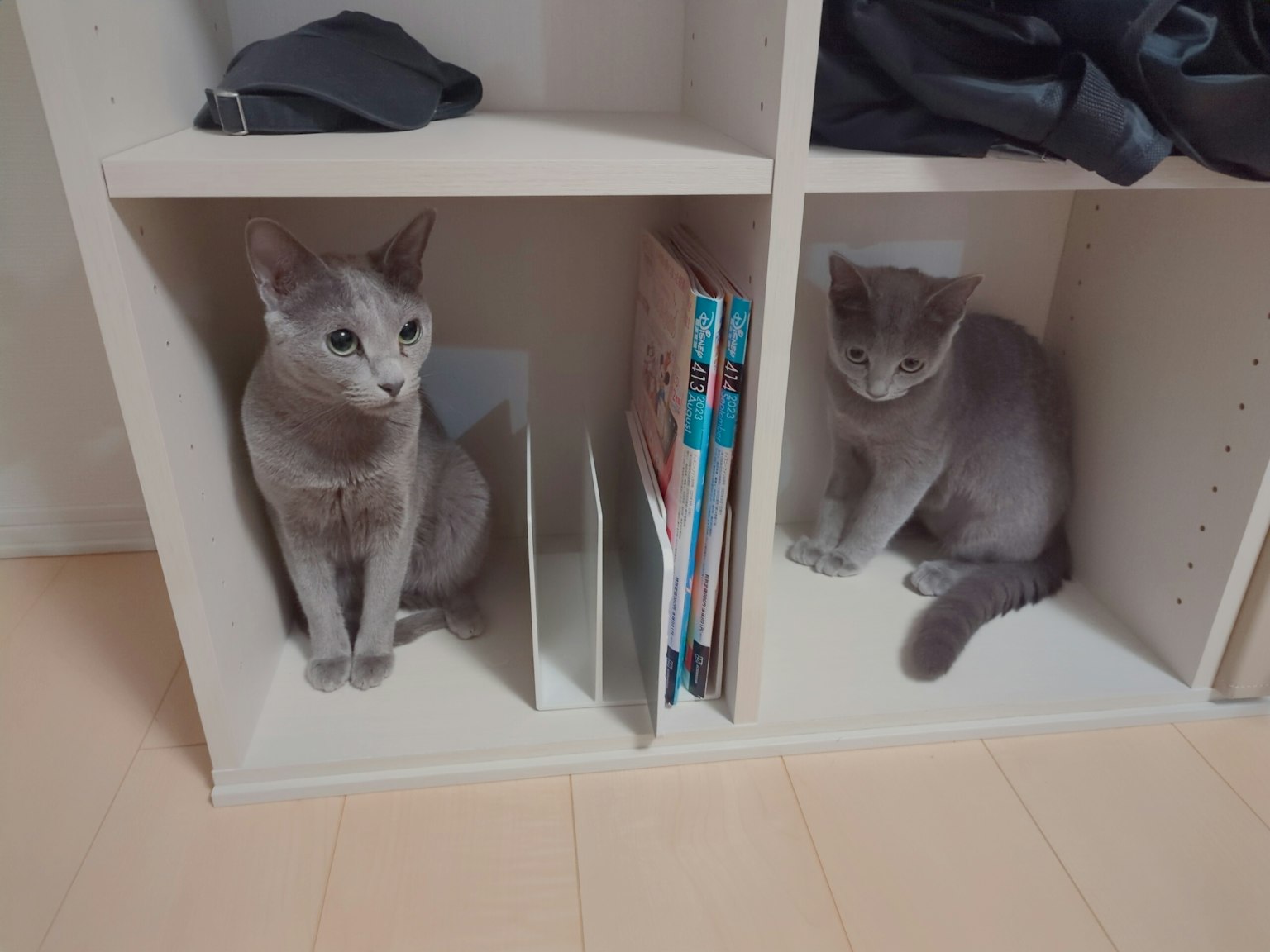 Two gray cats sitting in a bookshelf cubby