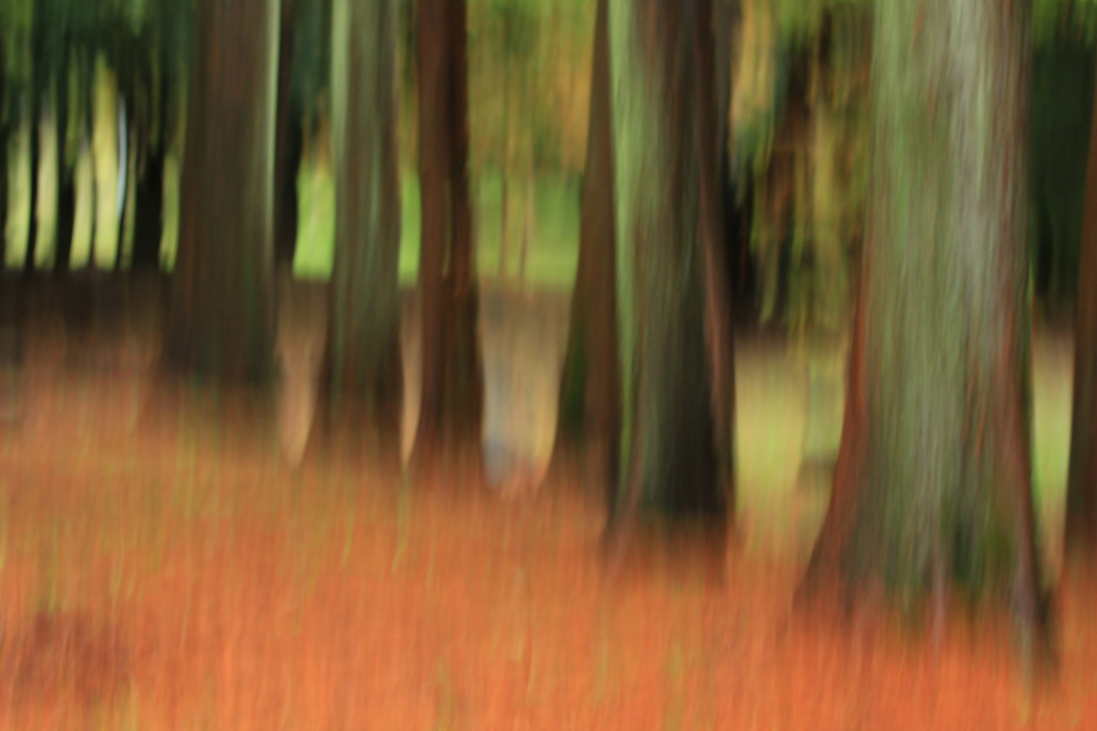 Foresta autunnale sfocata con foglie colorate cadute