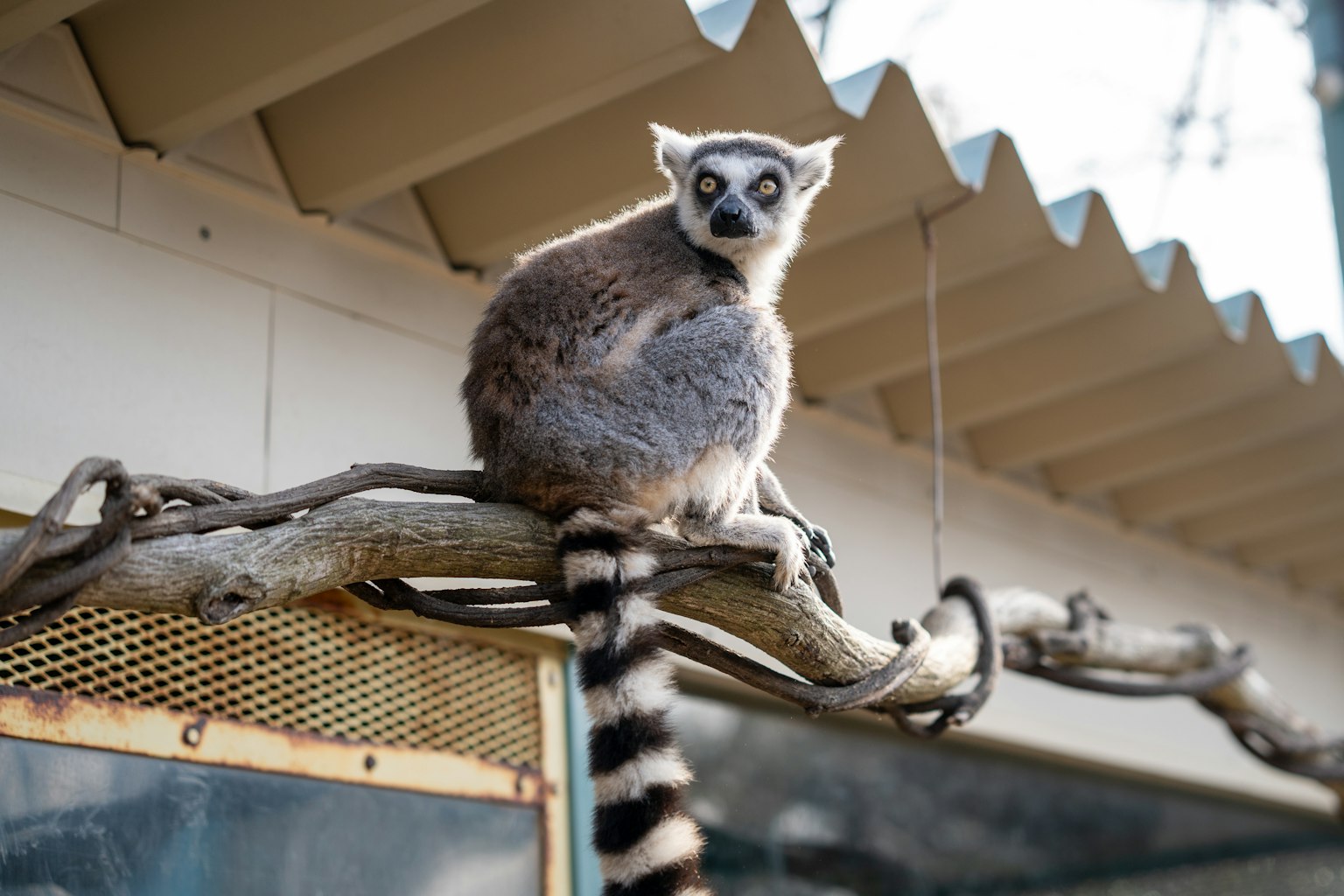 A lemur sitting on a branch with striking black and white markings