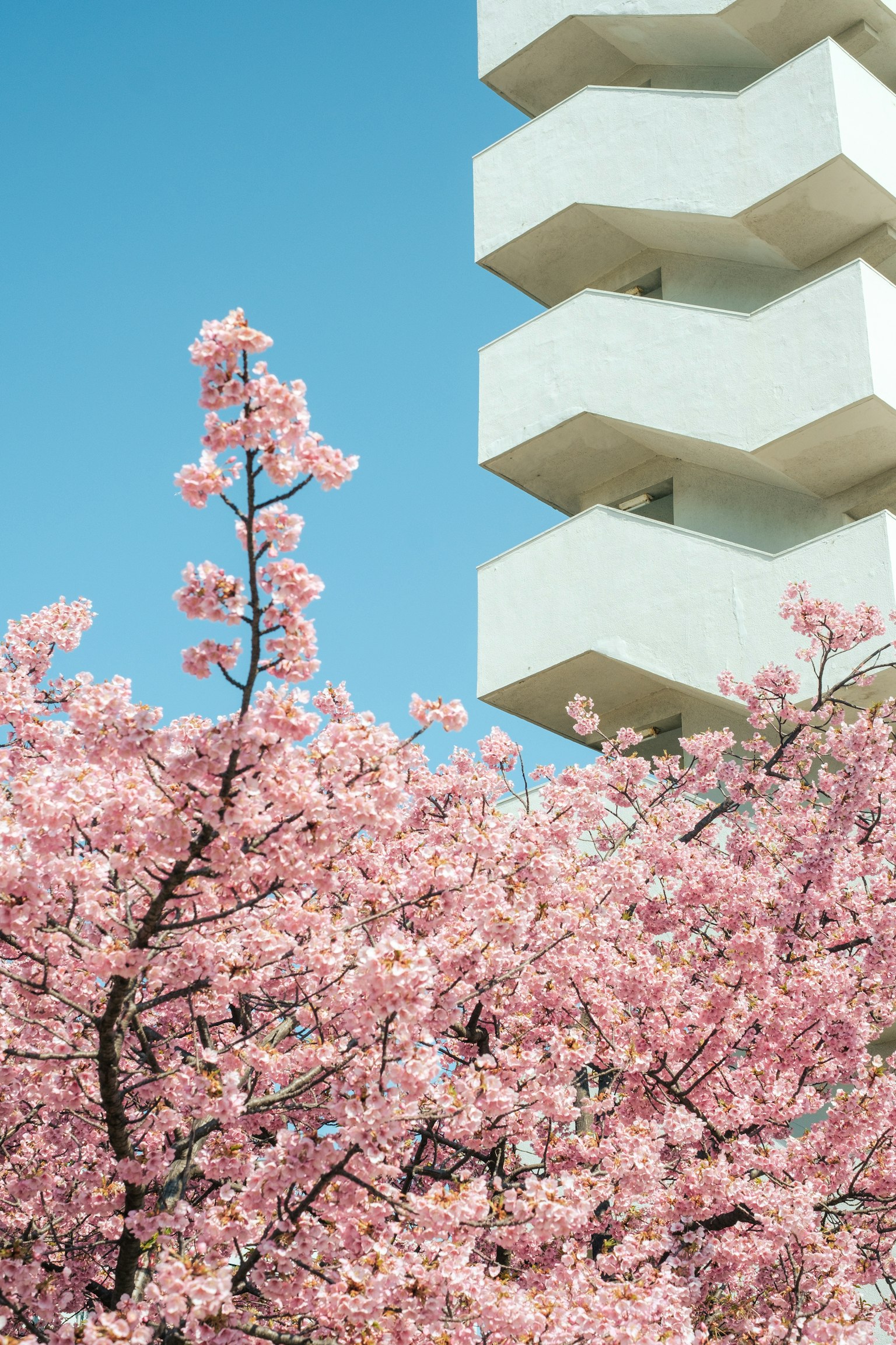 Schöne Frühlingsszene mit Kirschbaum und modernem Gebäude