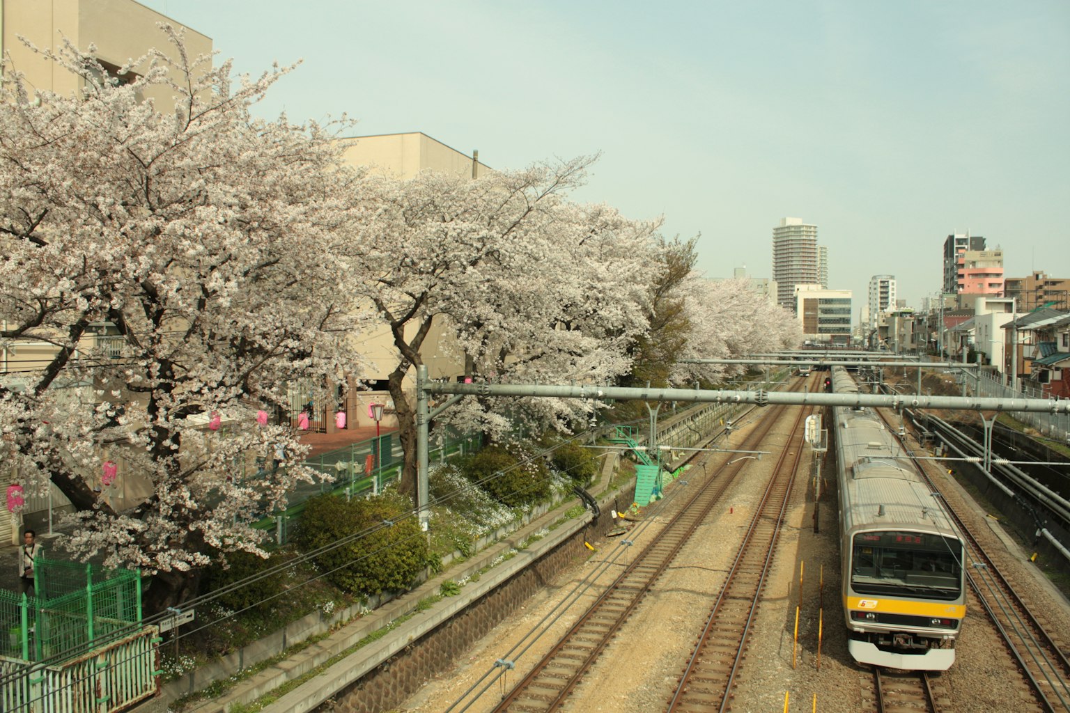 Kereta yang melintasi rel yang dikelilingi pohon sakura