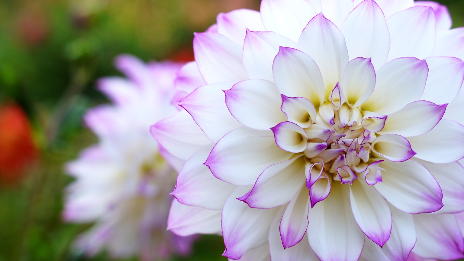 Close-up of a beautiful flower with white petals and purple edges