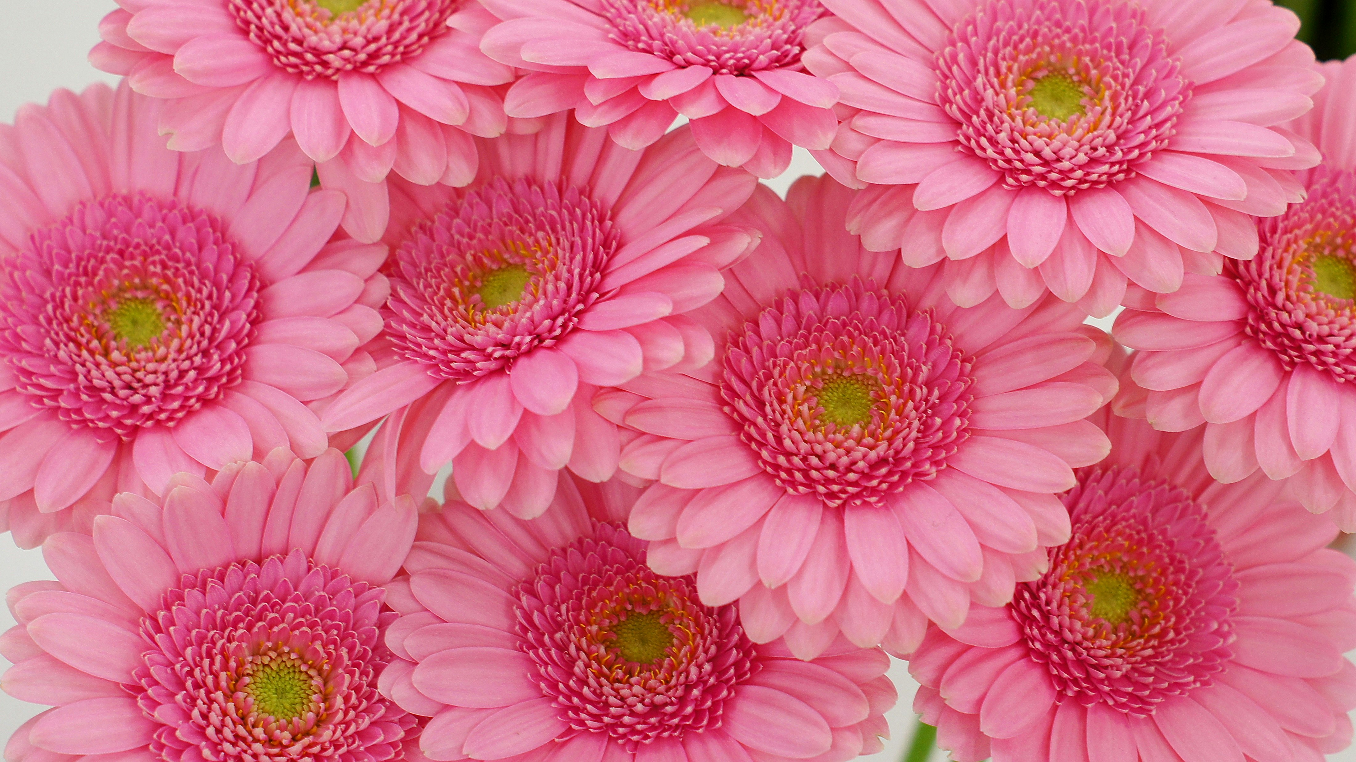 Nahaufnahme von rosa Gerbera-Blüten, die den Bildausschnitt füllen