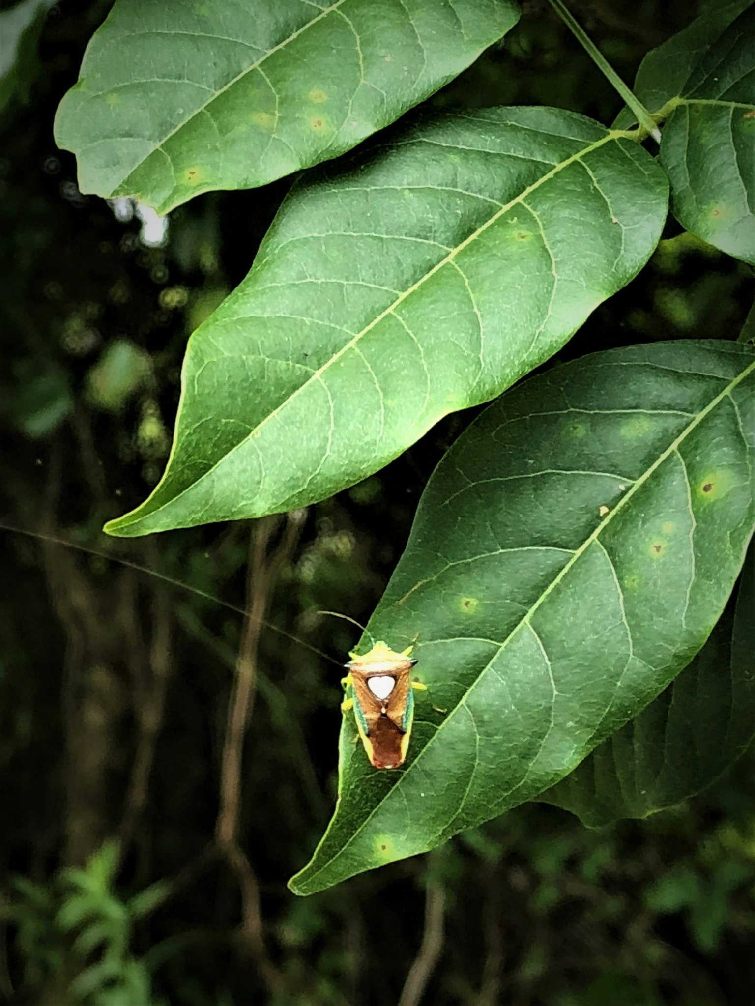 Acercamiento de un insecto sobre hojas verdes