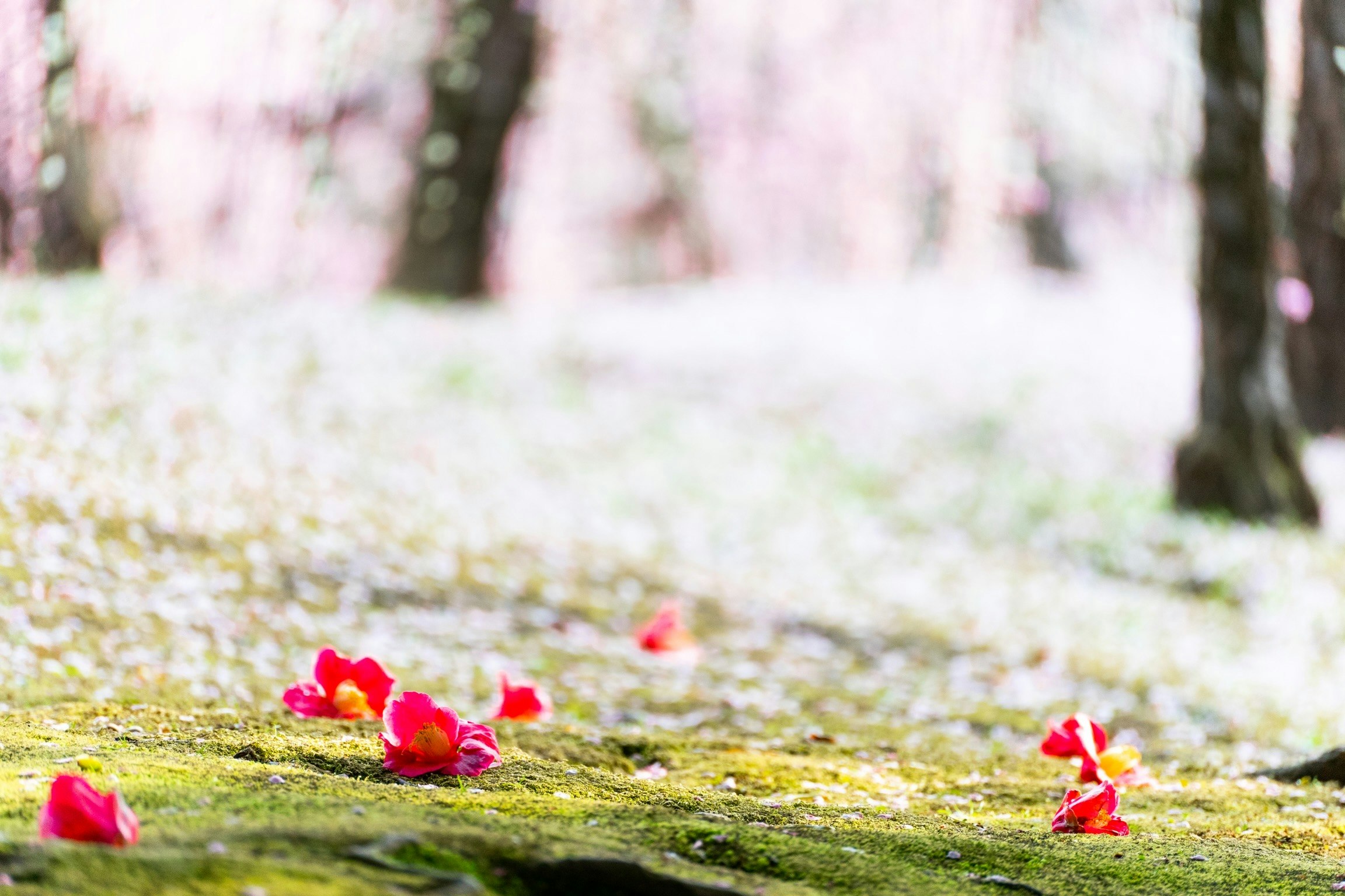 amas de fleurs rouges sur l’herbe