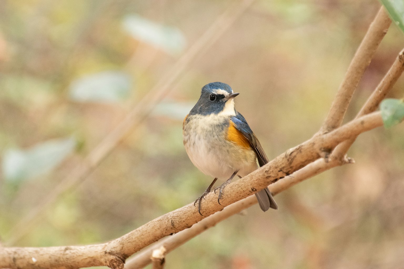 A small bird with a blue head and orange chest perched on a branch
