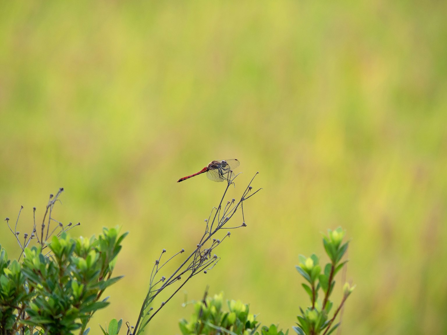Une petite libellule posée sur une brindille avec un arrière-plan vert flou
