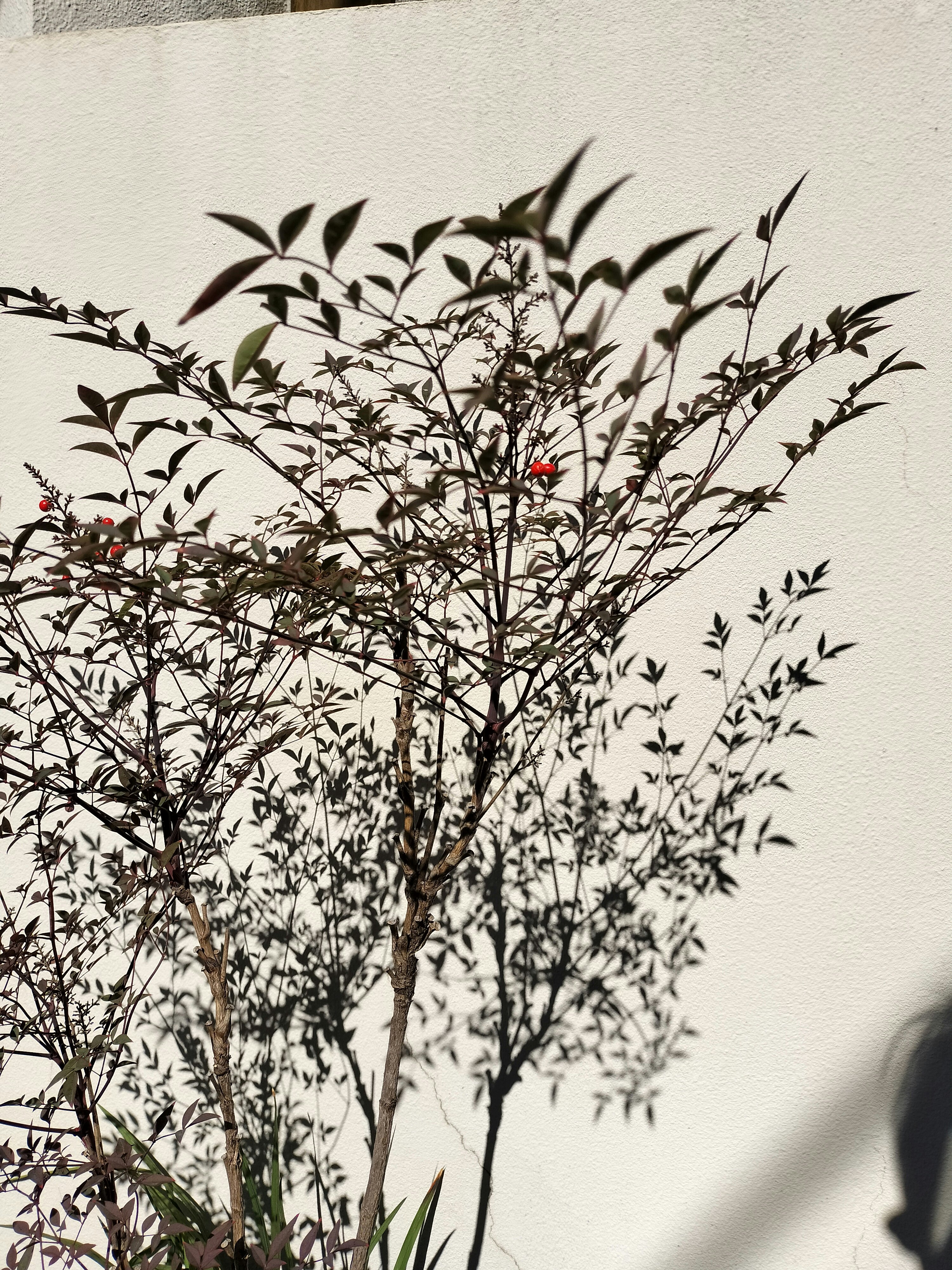 plante à fines branches contre un mur blanc