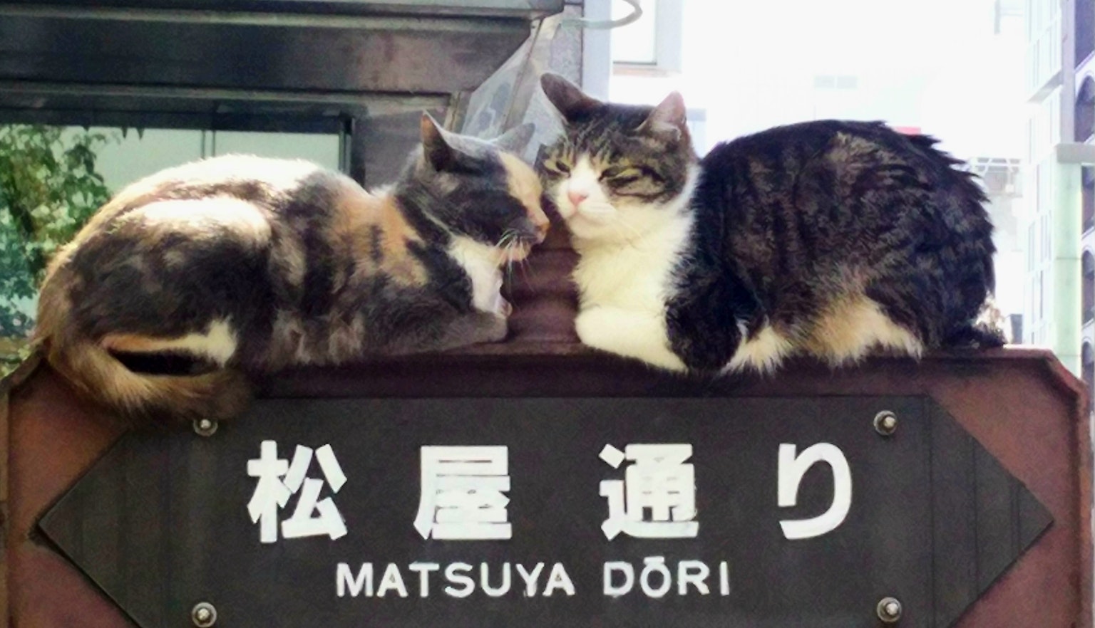 兩隻貓依偎在寫著松屋通的標誌上
