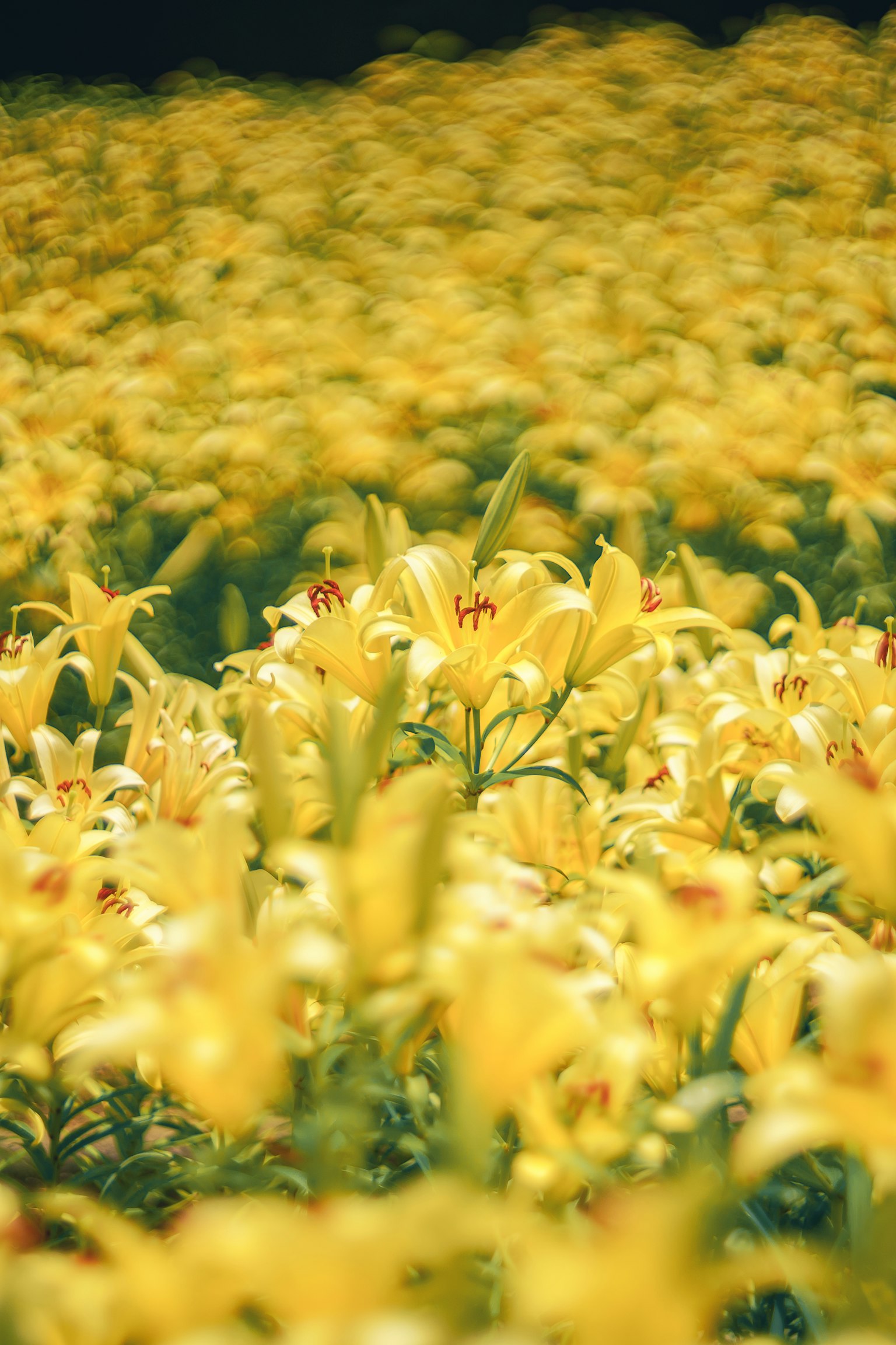 Ladang bunga lily kuning yang cerah mekar