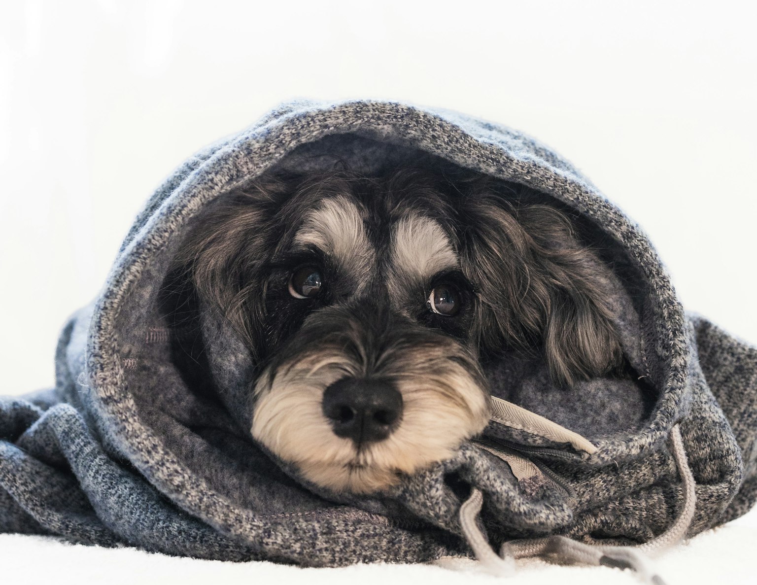 Un perro envuelto en una manta con una expresión suave y tela gris