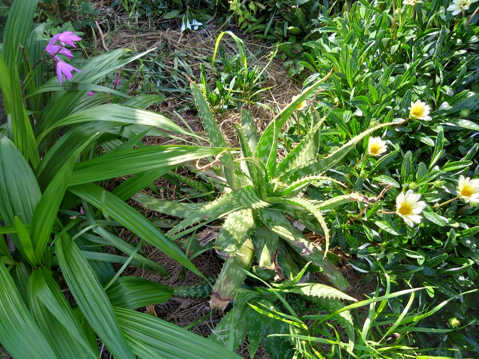 Pianta di aloe circondata da fiori vibranti in un giardino lussureggiante