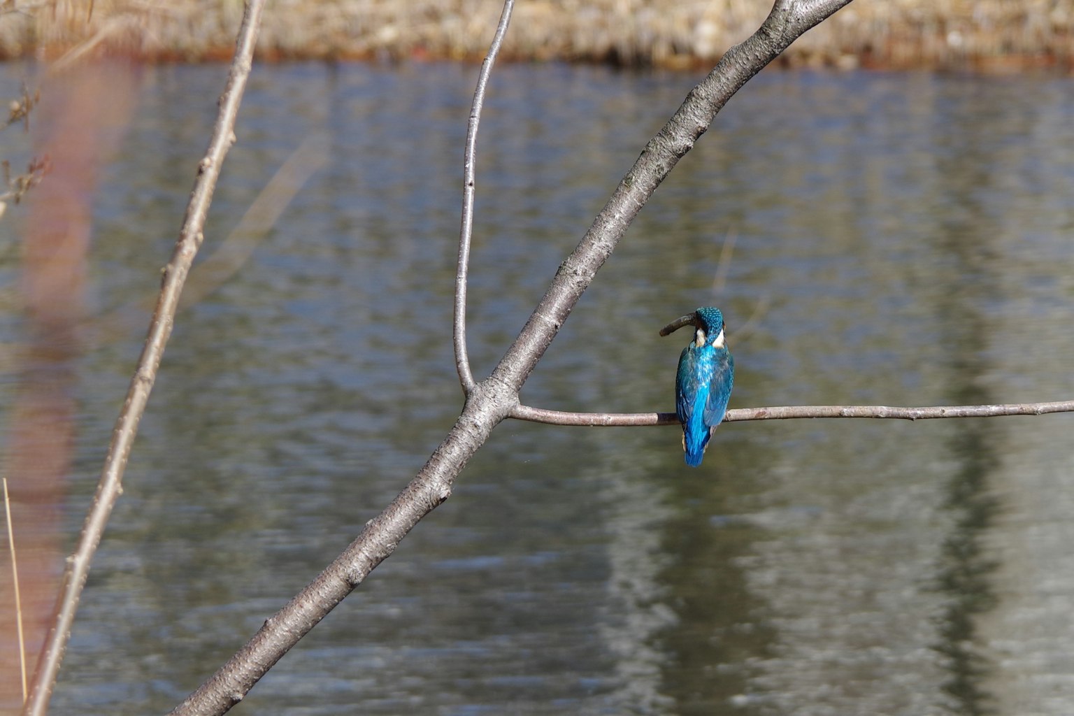 Seekor kingfisher biru bertengger di dahan dekat air