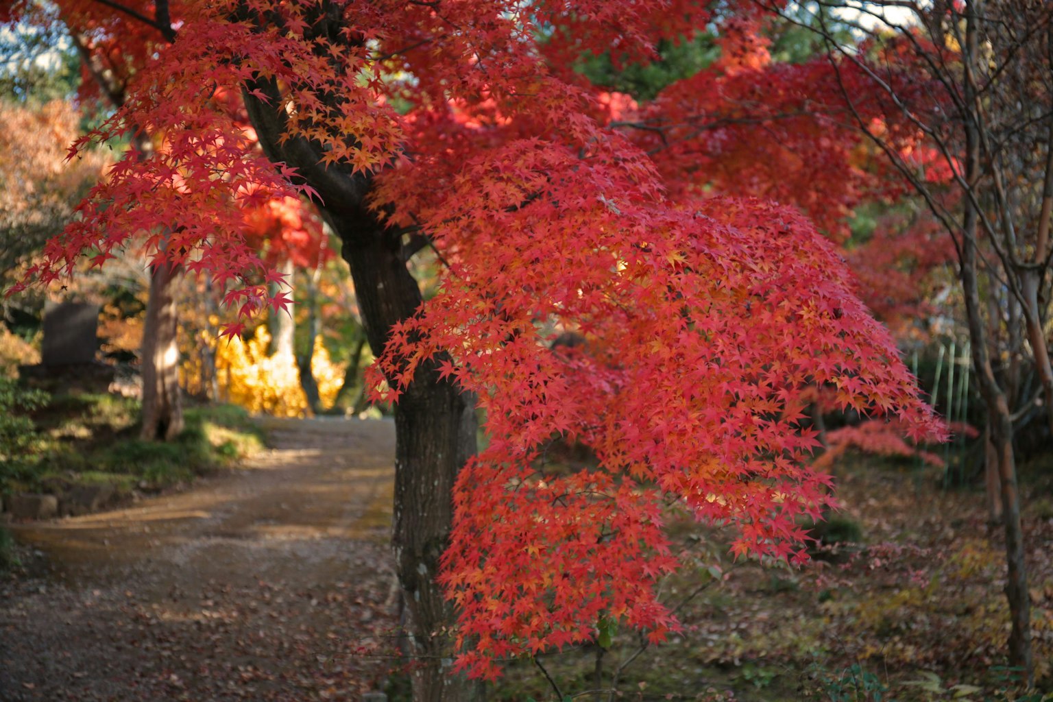 Scenic view of a vibrant red maple tree along a pathway