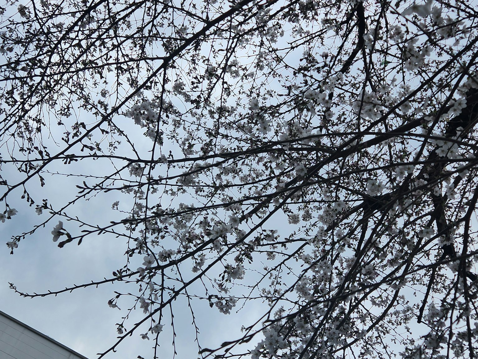 Cherry blossom tree branches with blooming flowers against a cloudy sky