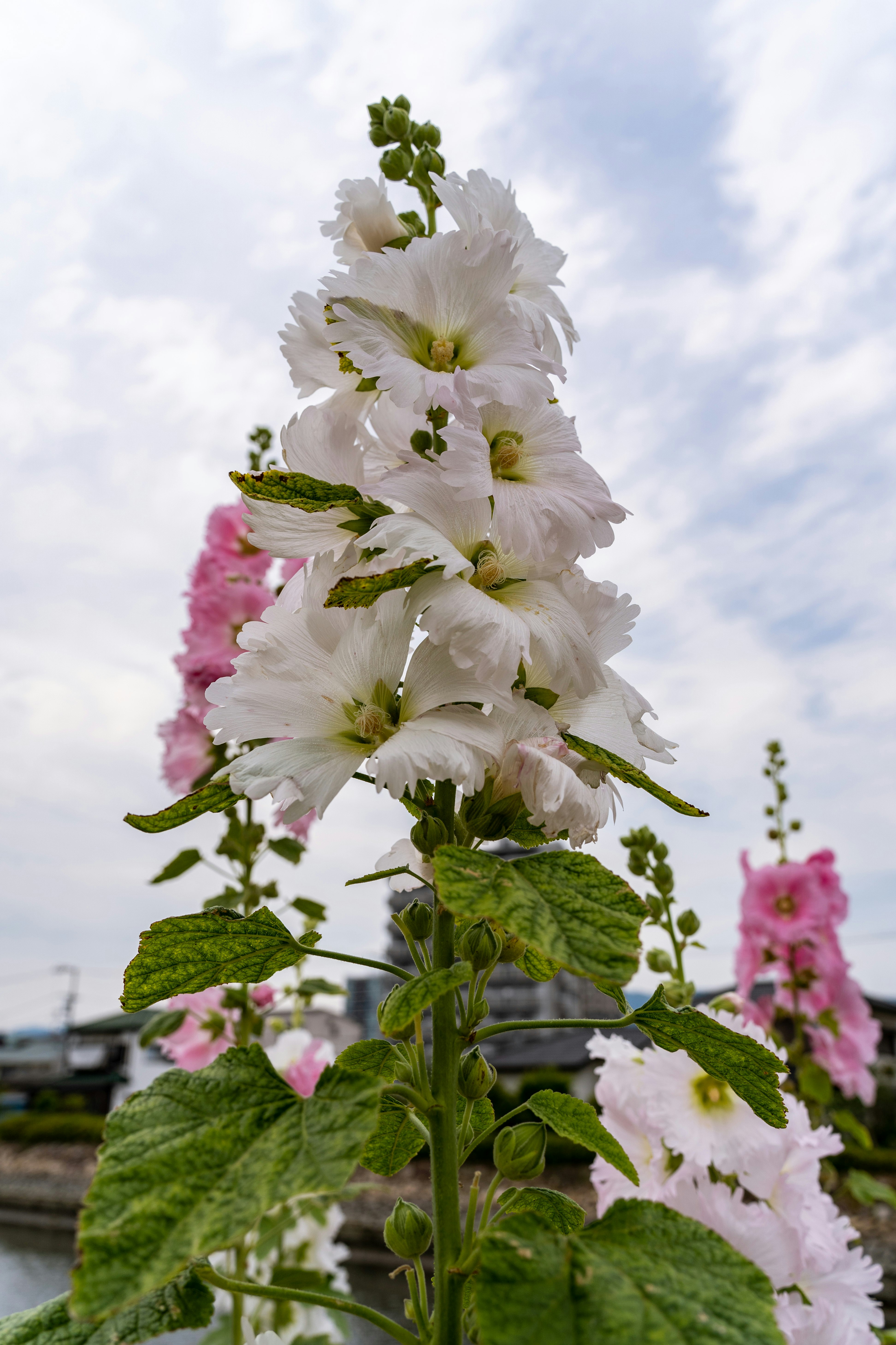 weiße Blüten mit rosa Blüten vor Himmelshintergrund
