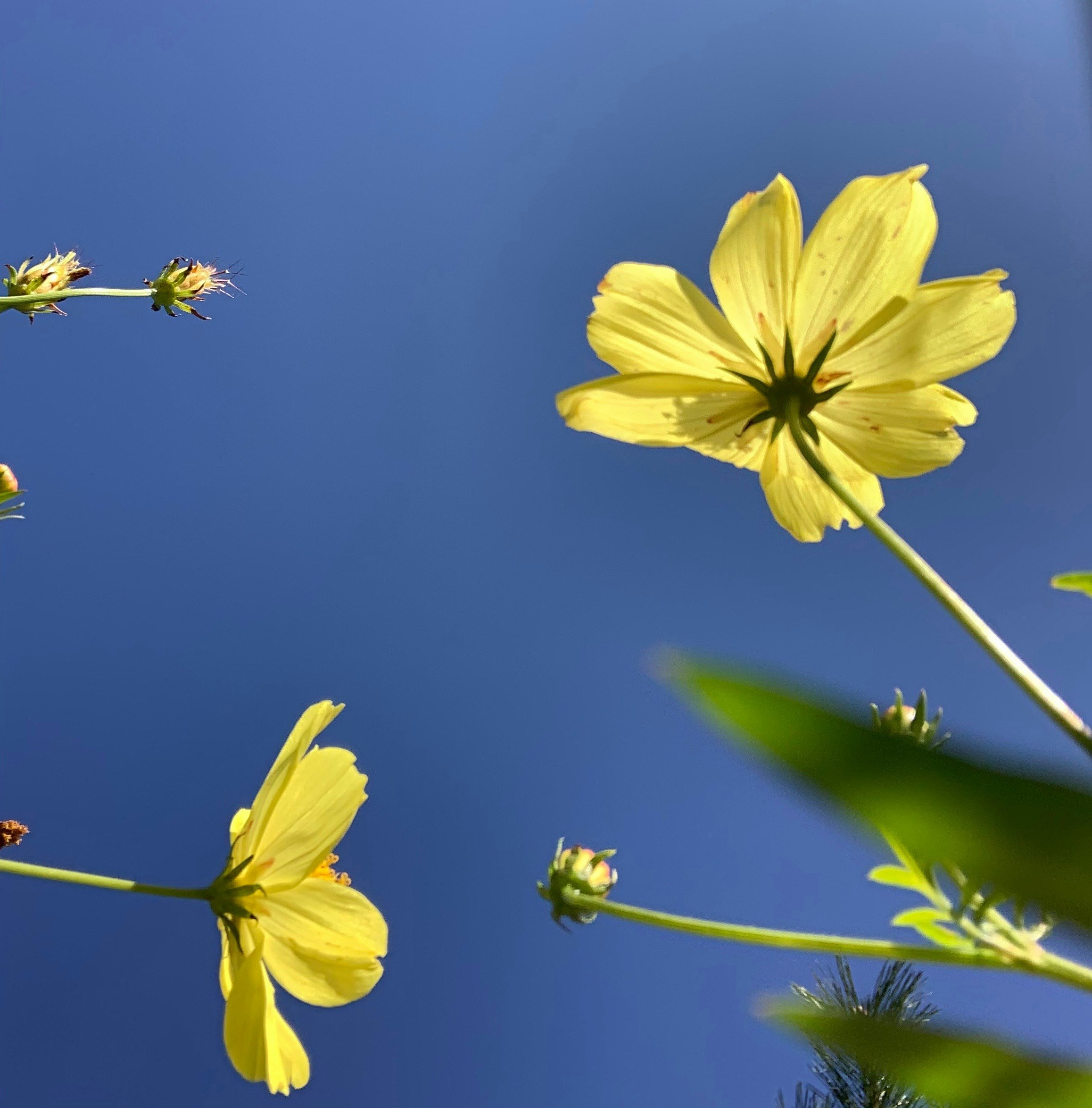 青空に向かって咲く黄色いコスモスの花