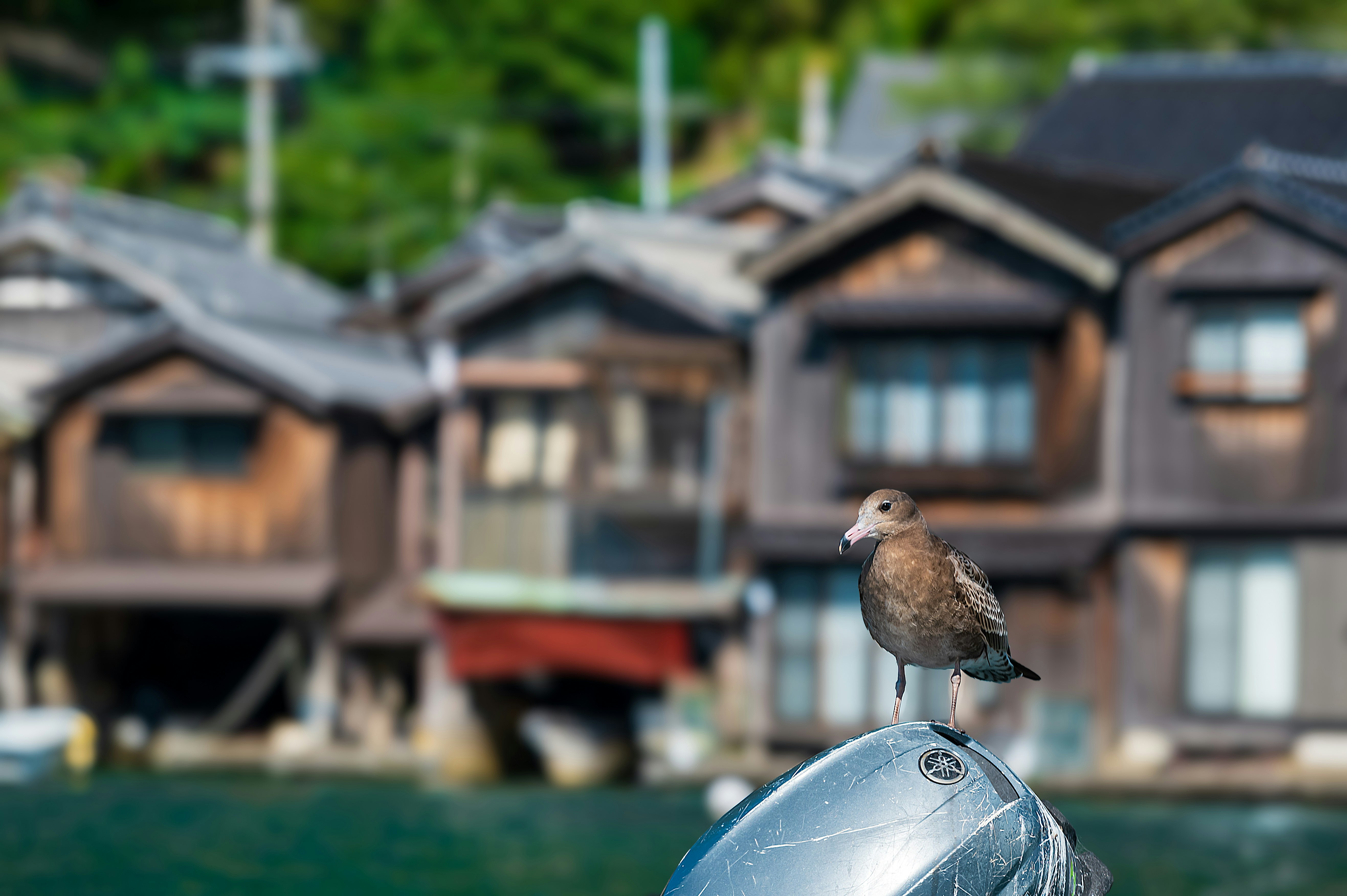 伊根湾の民家を背景にしたウミネコの止まり鳥