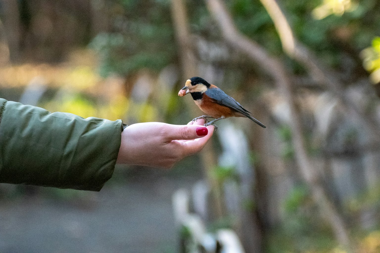 Un bel uccello piccolo posato su una mano con uno sfondo naturale