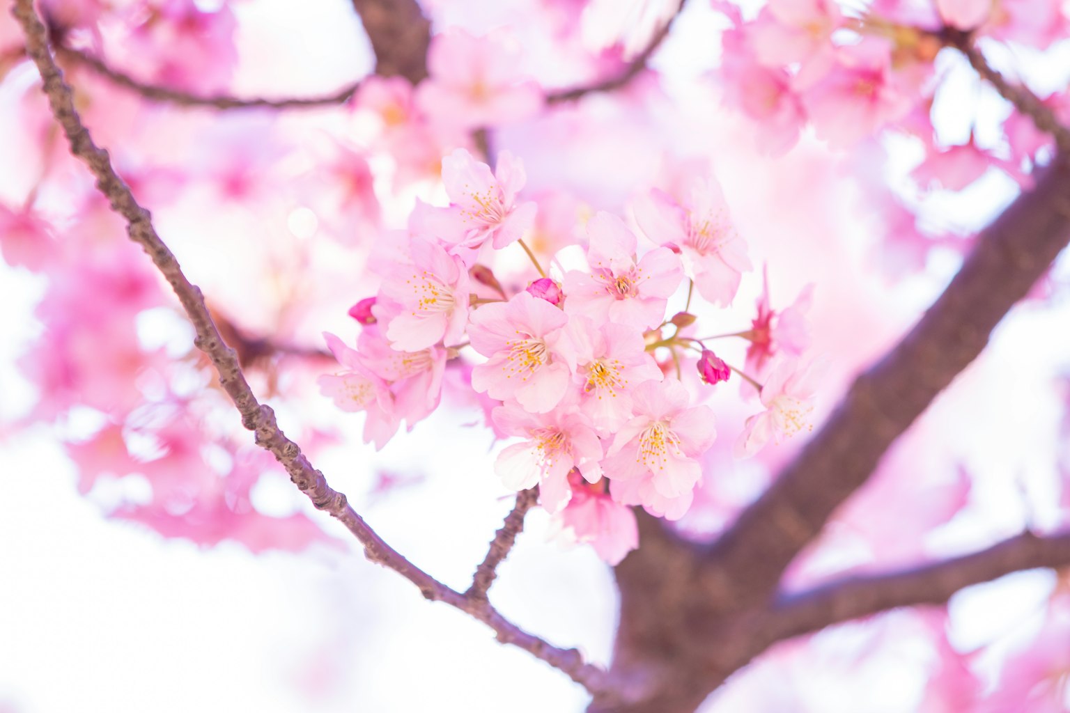 Cận cảnh hoa anh đào trên cành