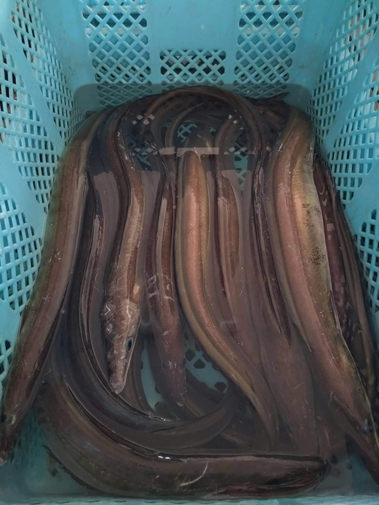 Anguilas sumergidas en agua dentro de una cesta azul