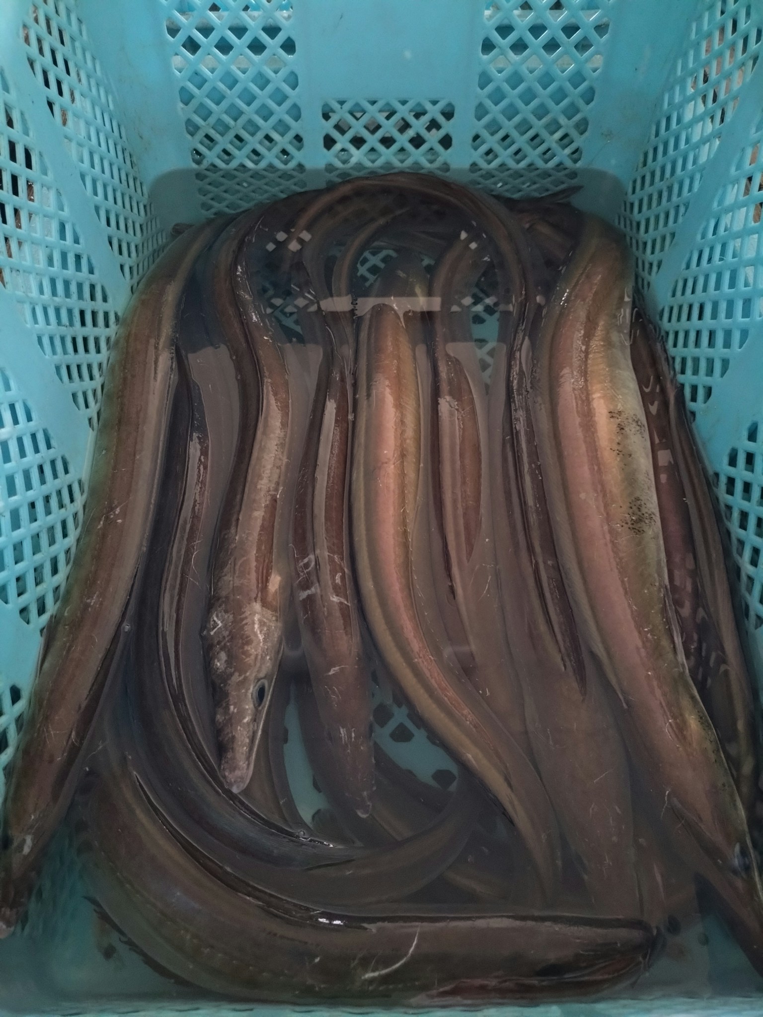 Anguilas sumergidas en agua dentro de una cesta azul
