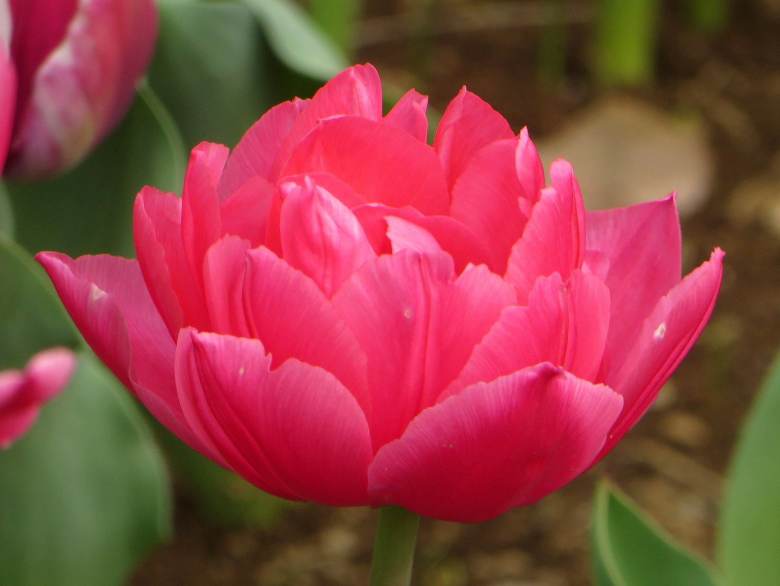Bunga tulip merah muda yang cerah dalam keadaan mekar