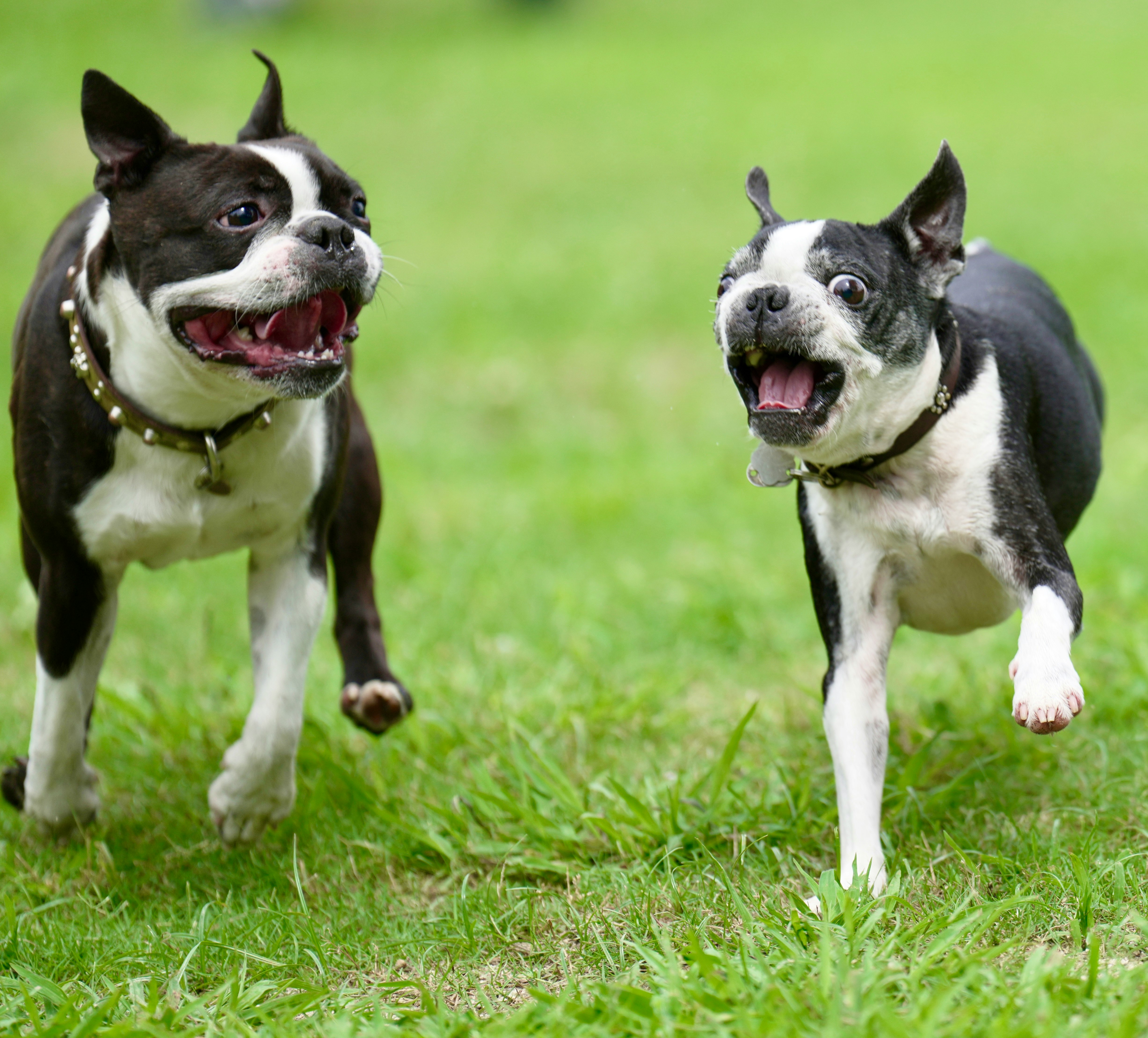 Deux chiens courant sur l’herbe verte avec des expressions joyeuses