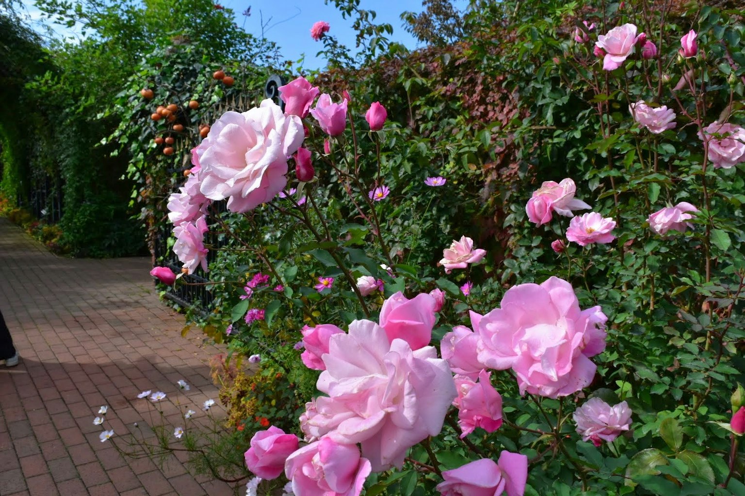 Eine lebendige Gartenszene mit blühenden rosa Rosen