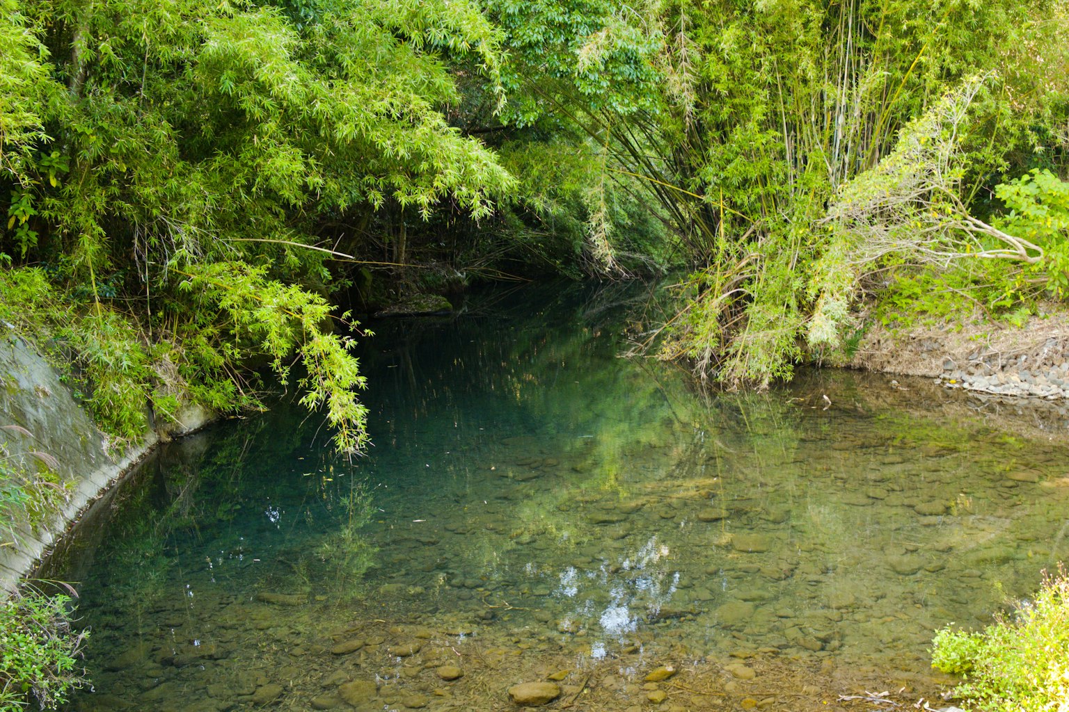 Scène de rivière sereine entourée d'une végétation luxuriante