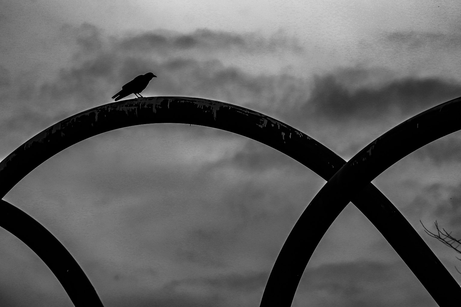 Un oiseau noir perché sur une clôture courbée dans un paysage monochrome