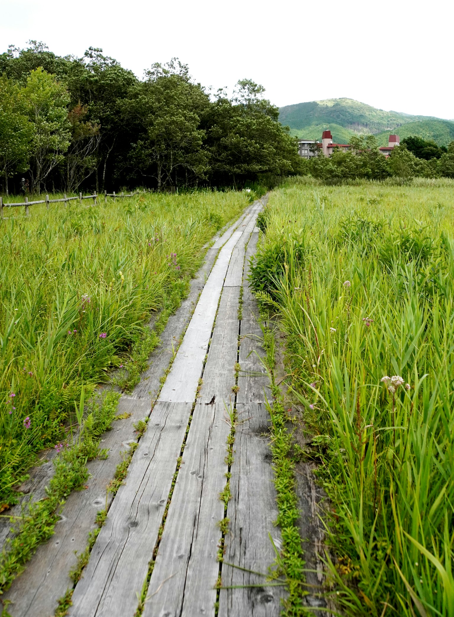 Camino de madera a través de un prado verde con montañas a lo lejos