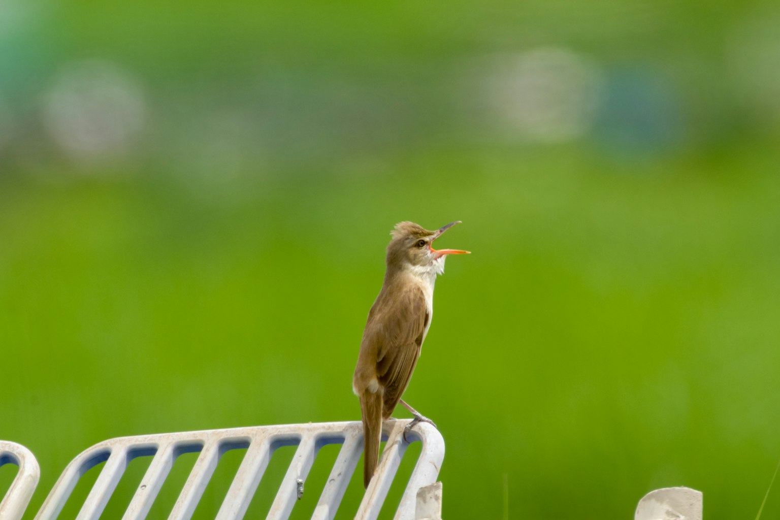A small bird perched on a white railing with a green background