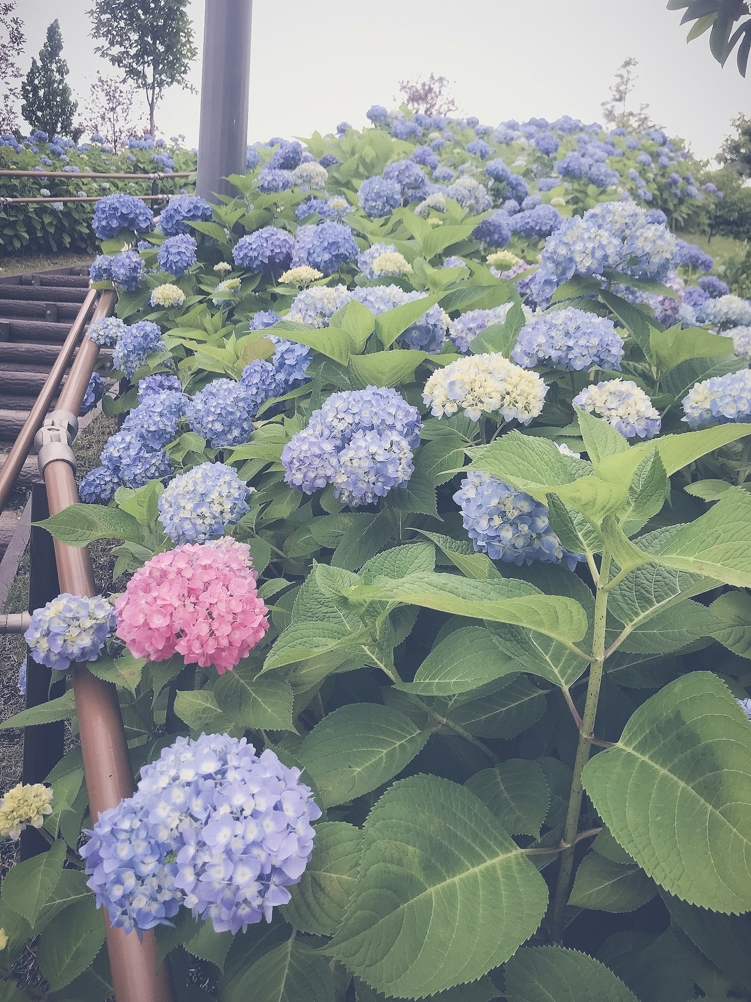 Una vibrante exhibición de flores de hortensia azules en plena floración