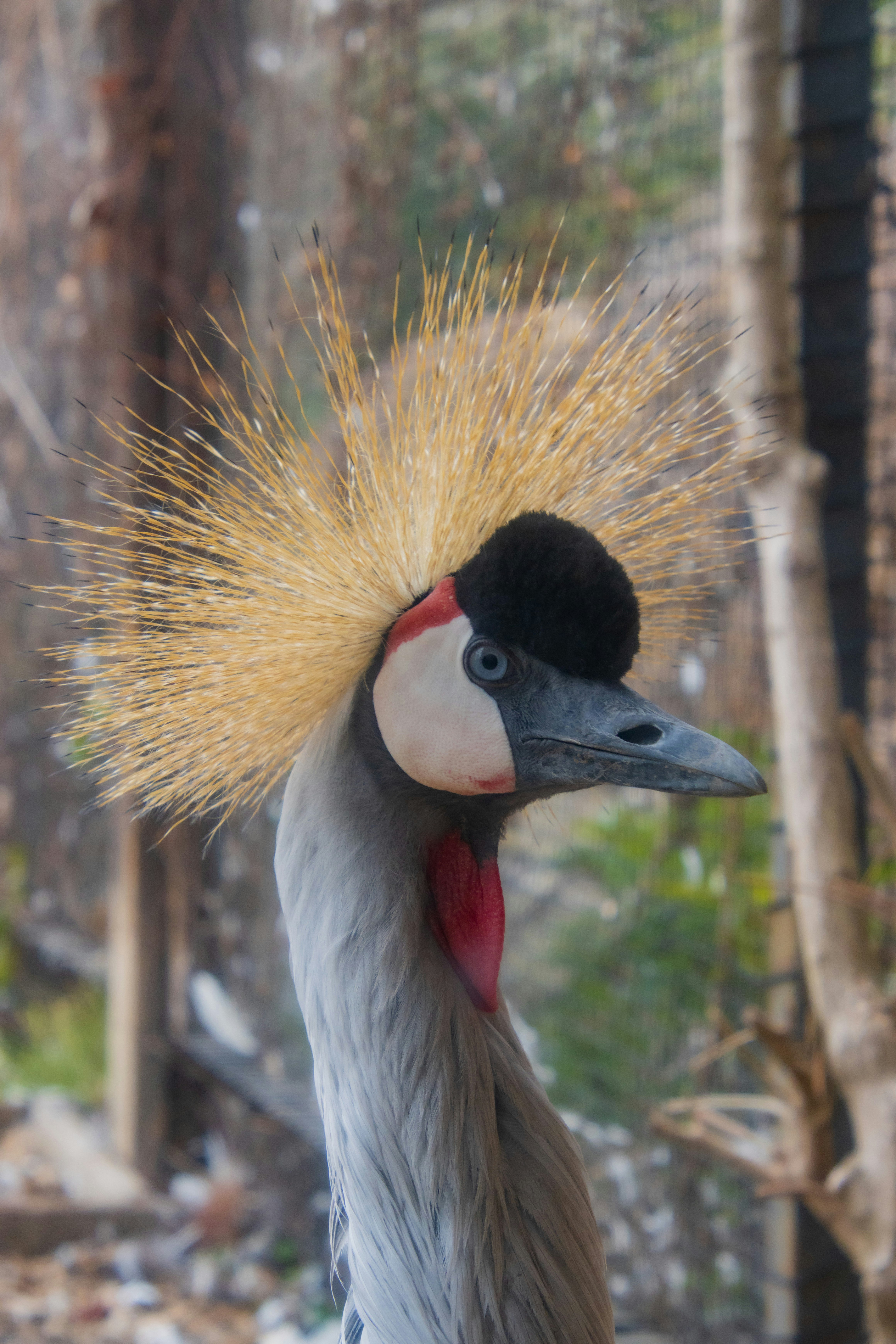 Profil d’un oiseau à crête et plumes hérissées dans un bosquet de bambous