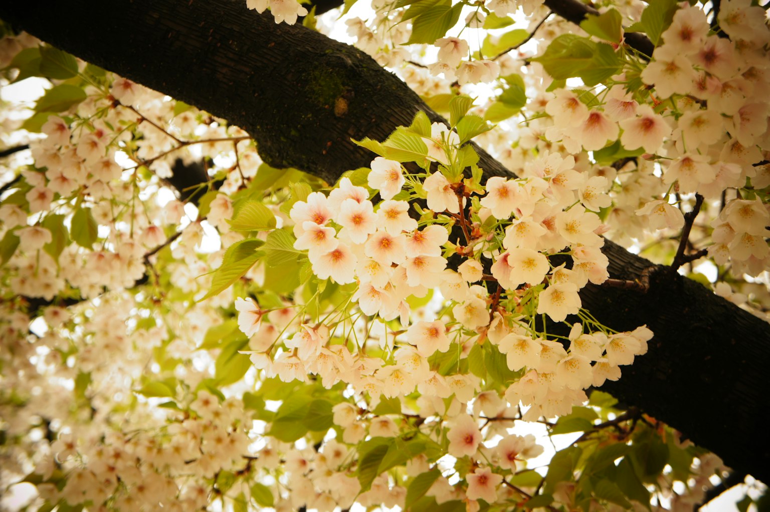 Gros plan d'une branche d'arbre avec de belles fleurs de cerisier et des feuilles vertes