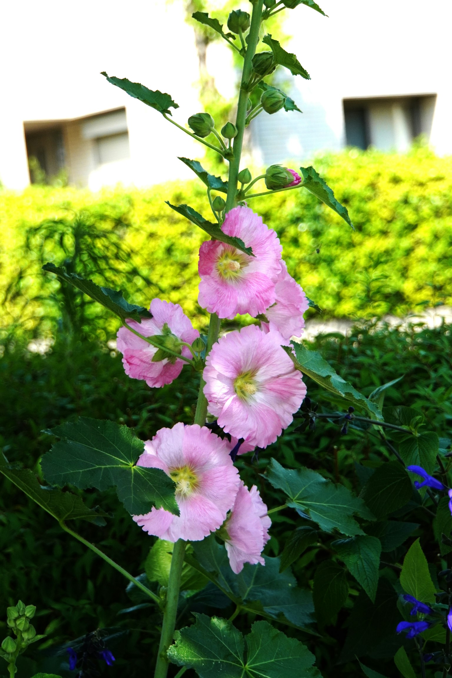 Foto tanaman dengan bunga pink yang mekar