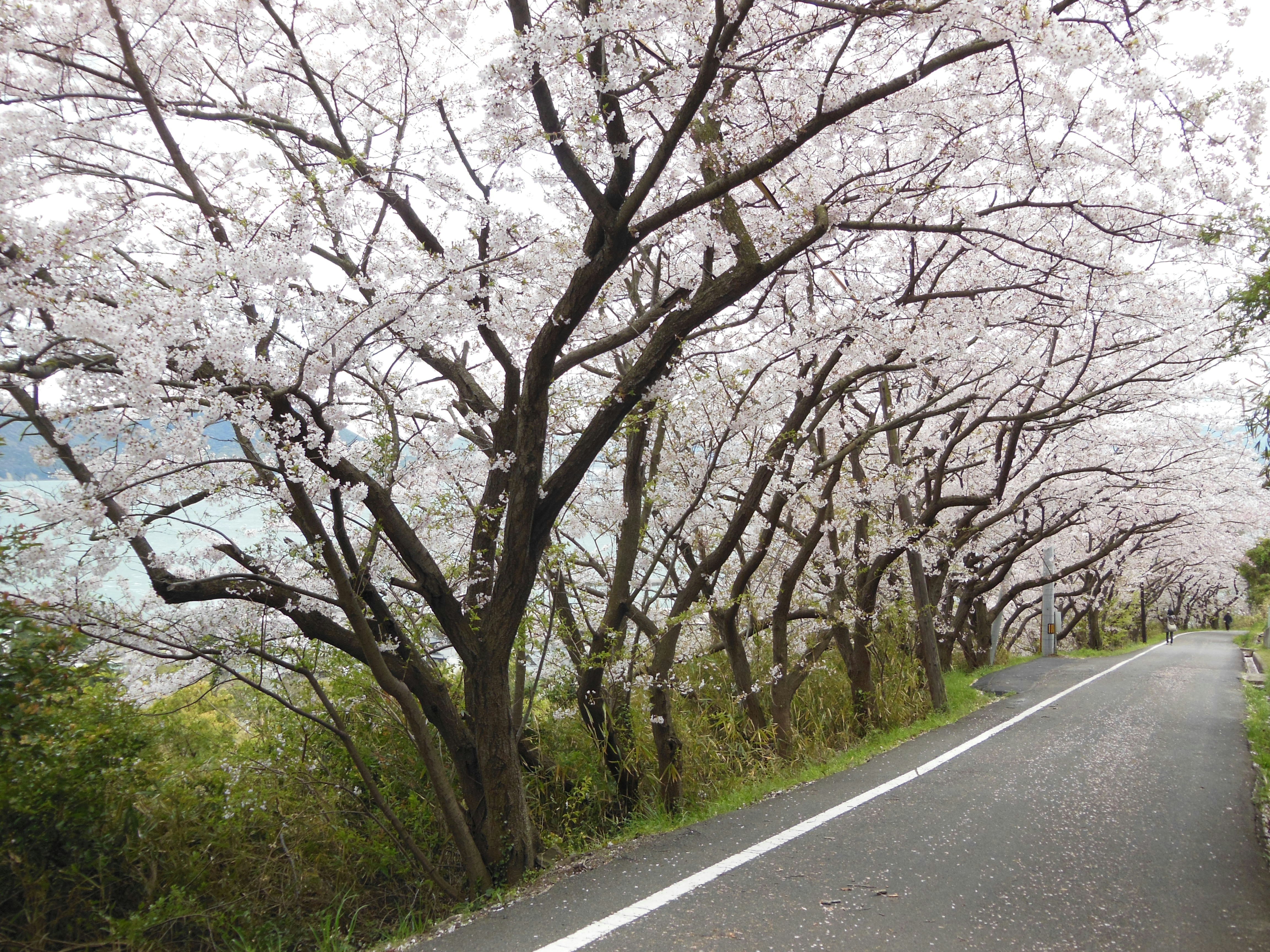 桜並木の続く田舎道の風景