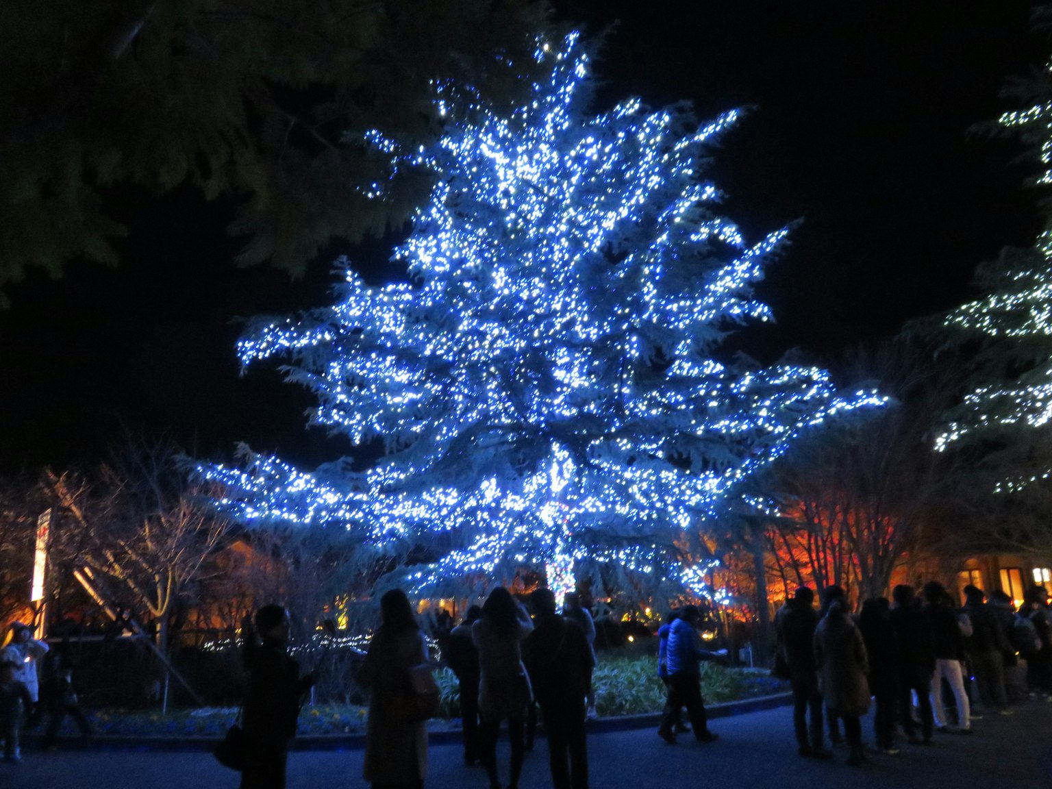Albero di Natale decorato con luci blu persone riunite a un evento notturno