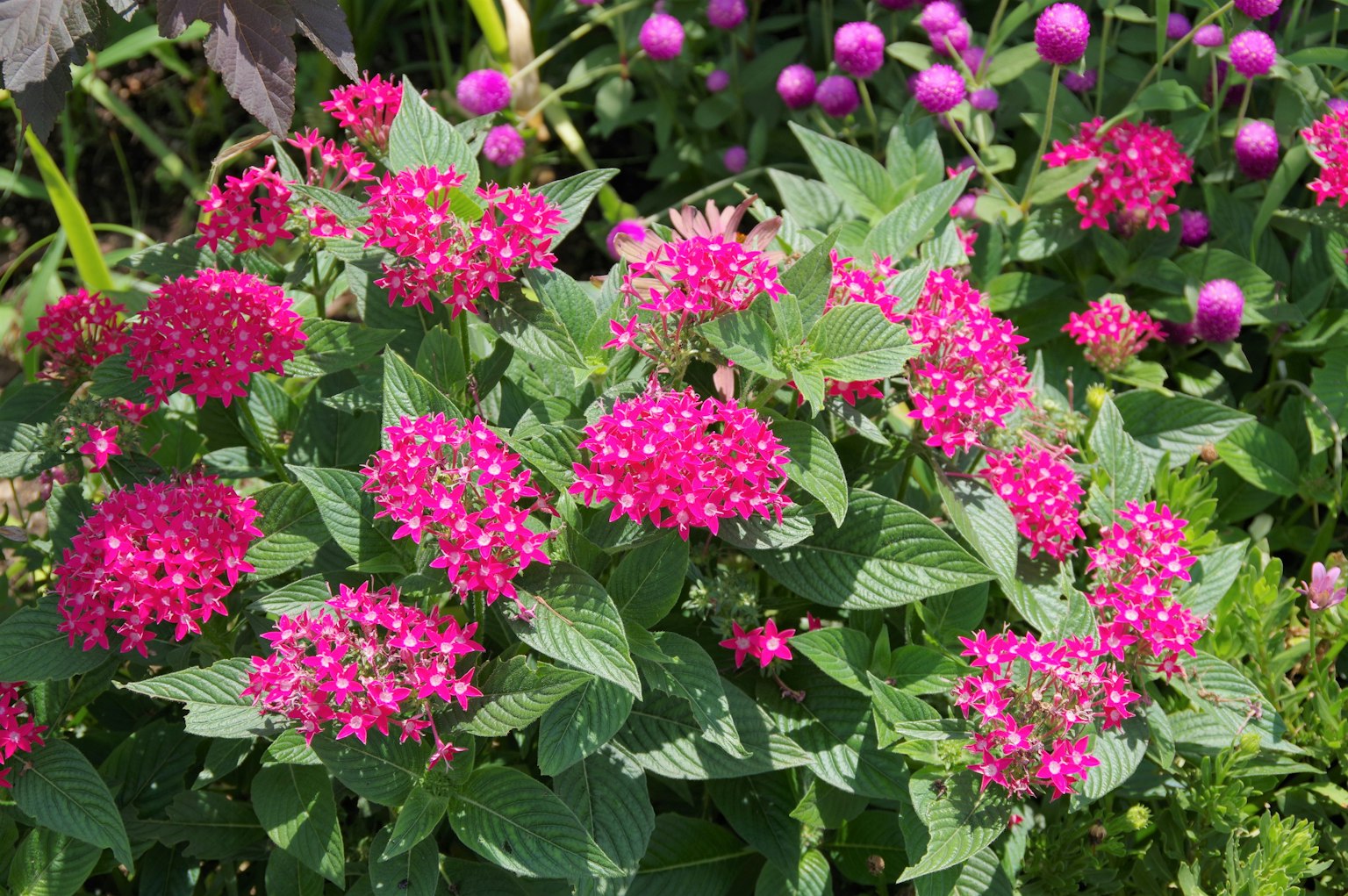 Gros plan de fleurs roses vibrantes en fleurs dans un jardin