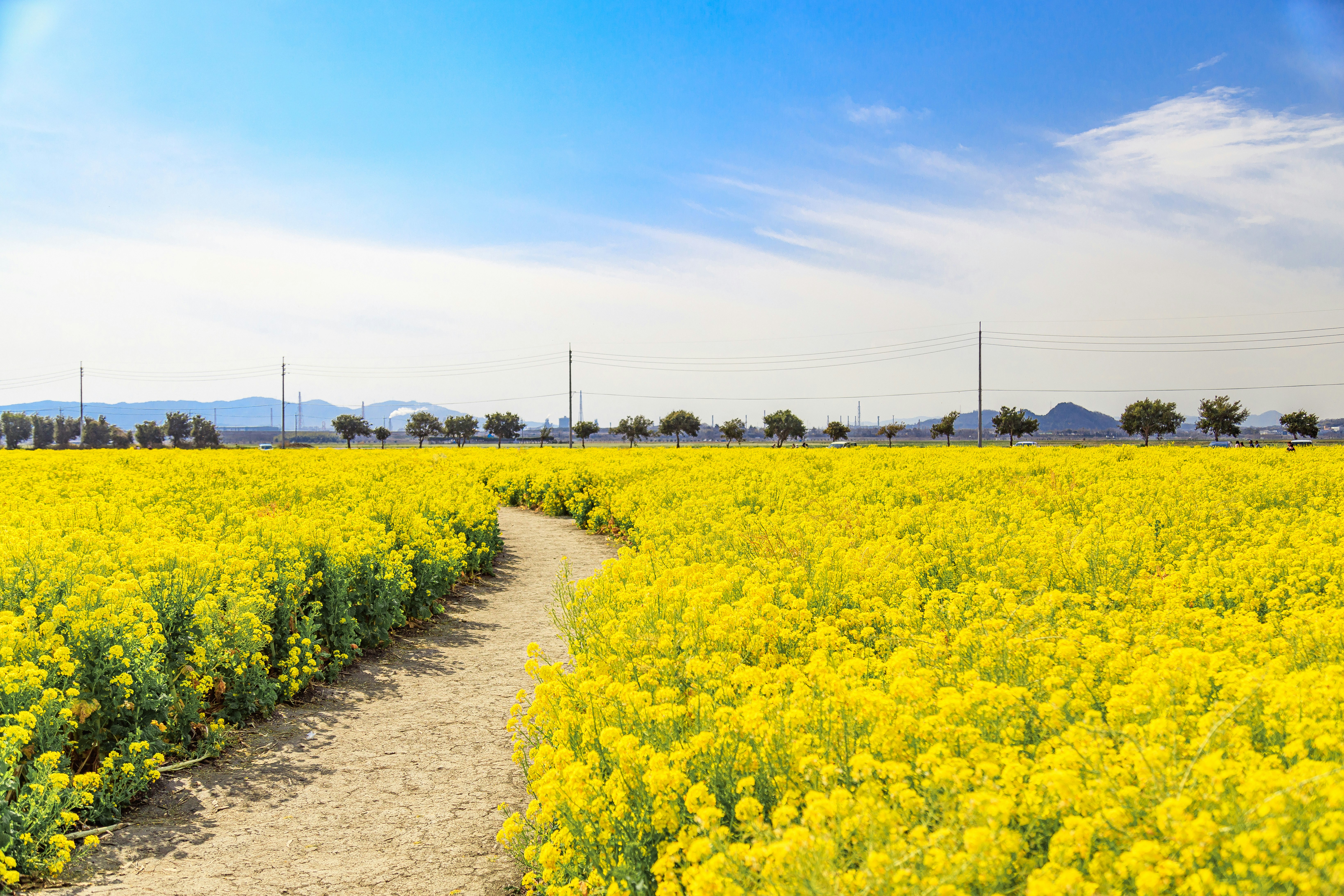 菜の花畑の畦道と青空