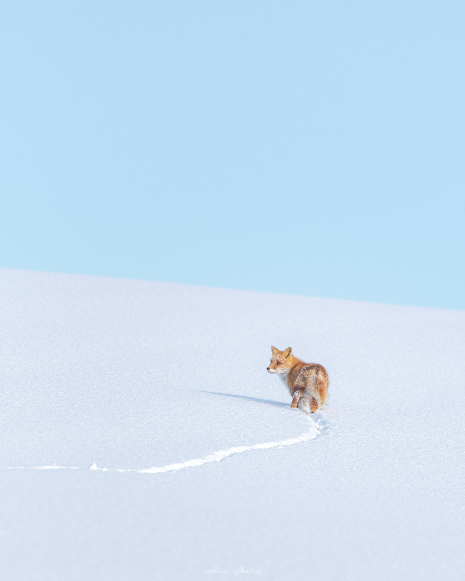 Un cane marrone che cammina su un paesaggio innevato con un cielo azzurro