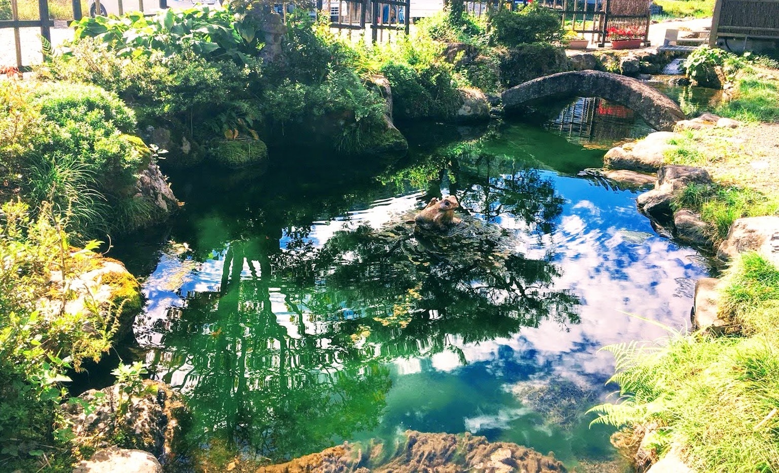Estanque tranquilo que refleja la vegetación y el cielo azul