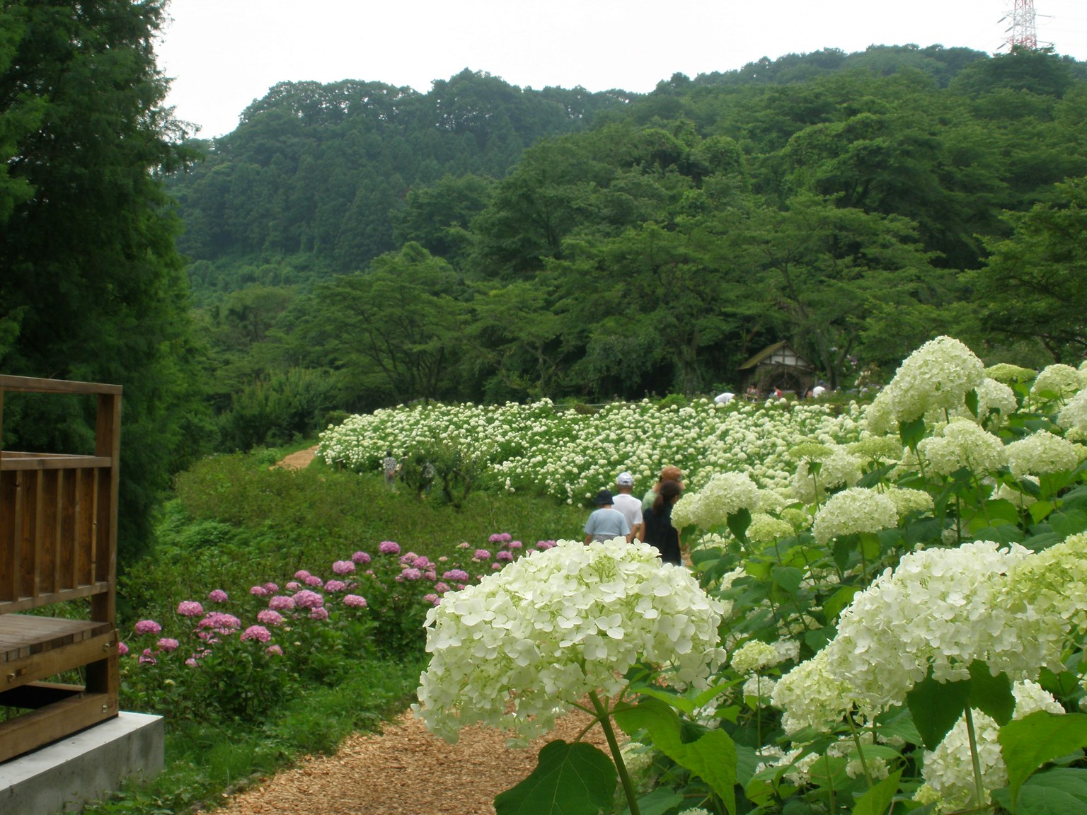 흰색 수국이 만발한 길과 무성한 녹지
