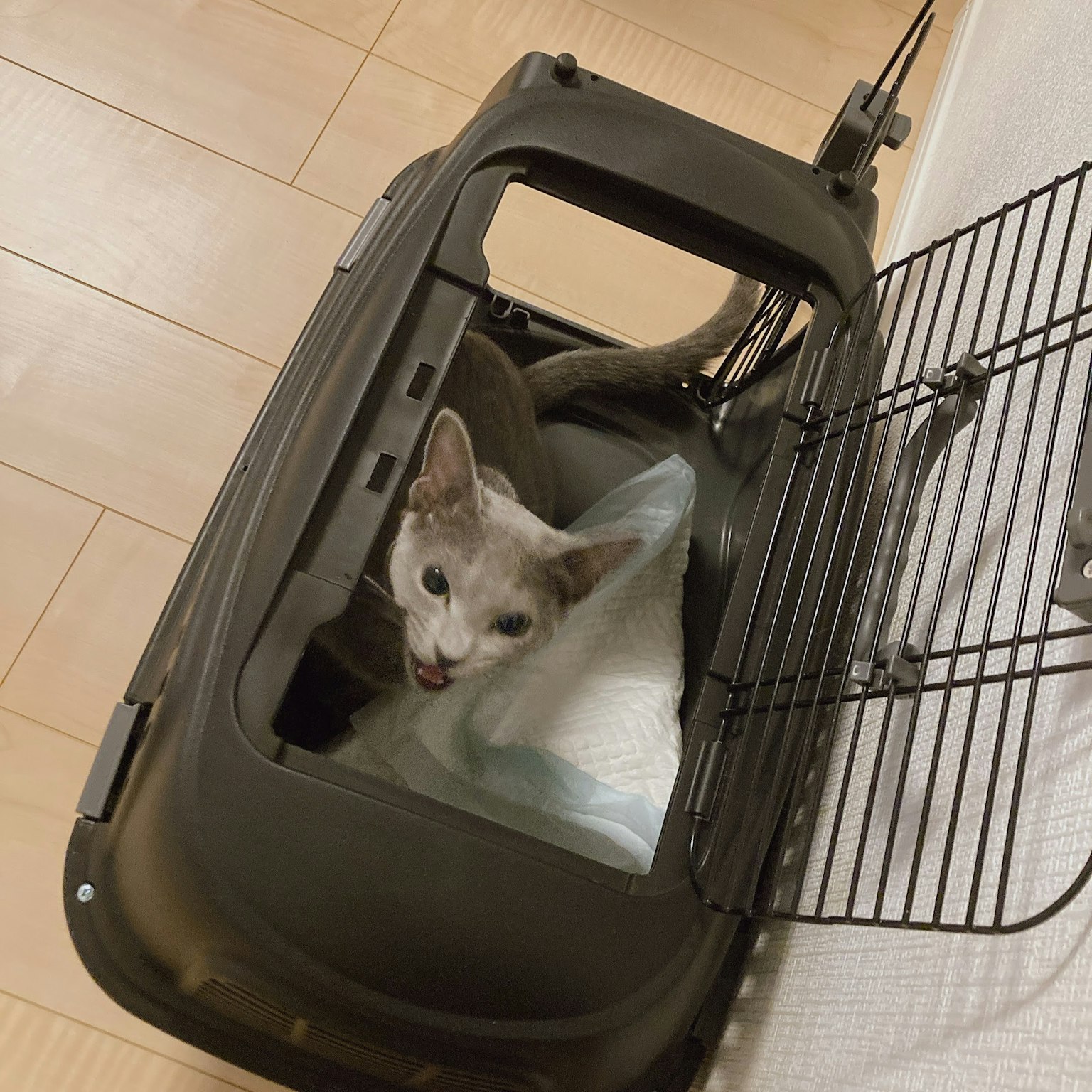 Un chat dans une cage de transport regardant dehors